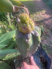 👑💎 Hulk’s Balls — Pupping Graft