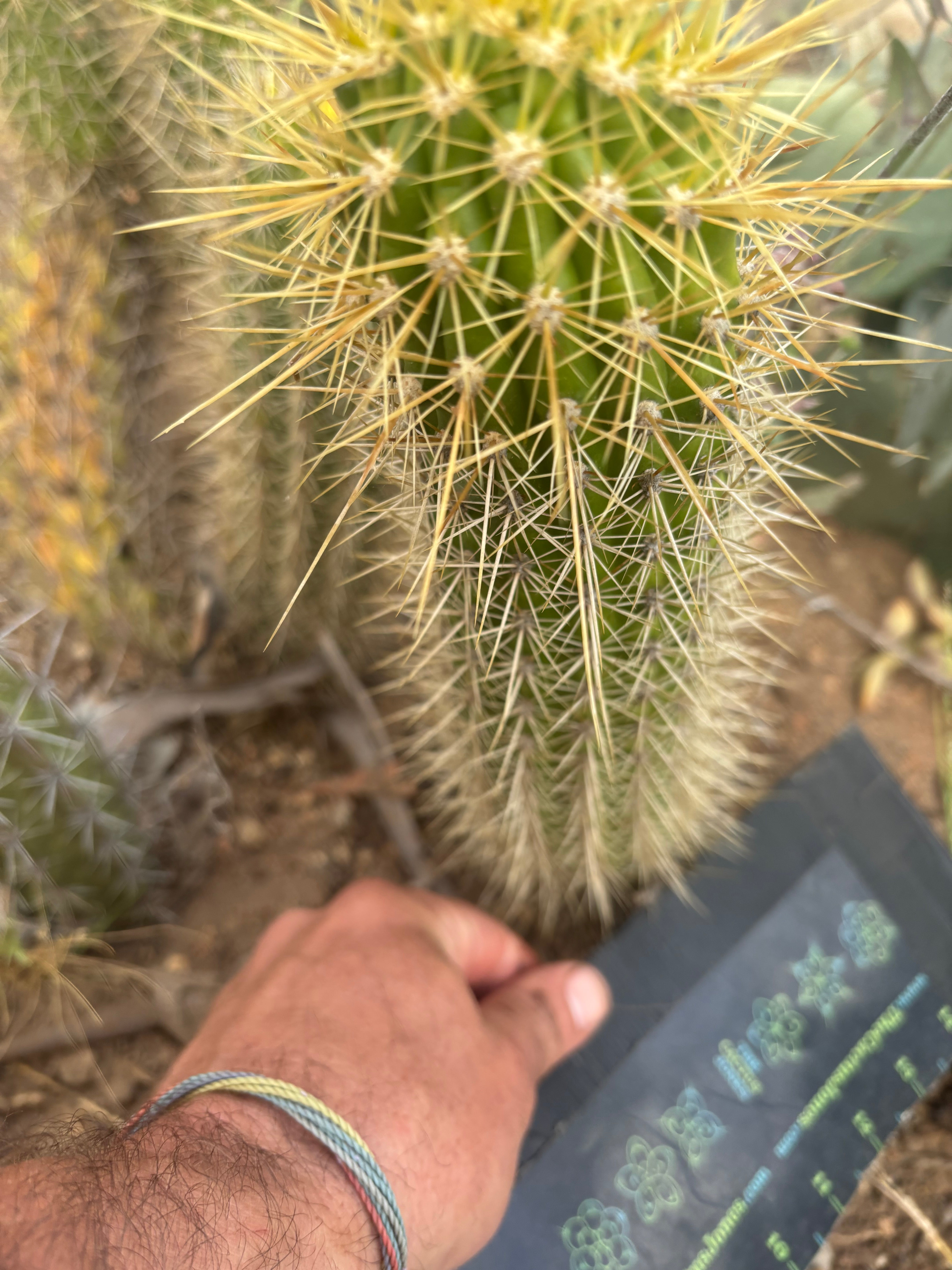 💎 T.Camarguensis  — 10” Tip