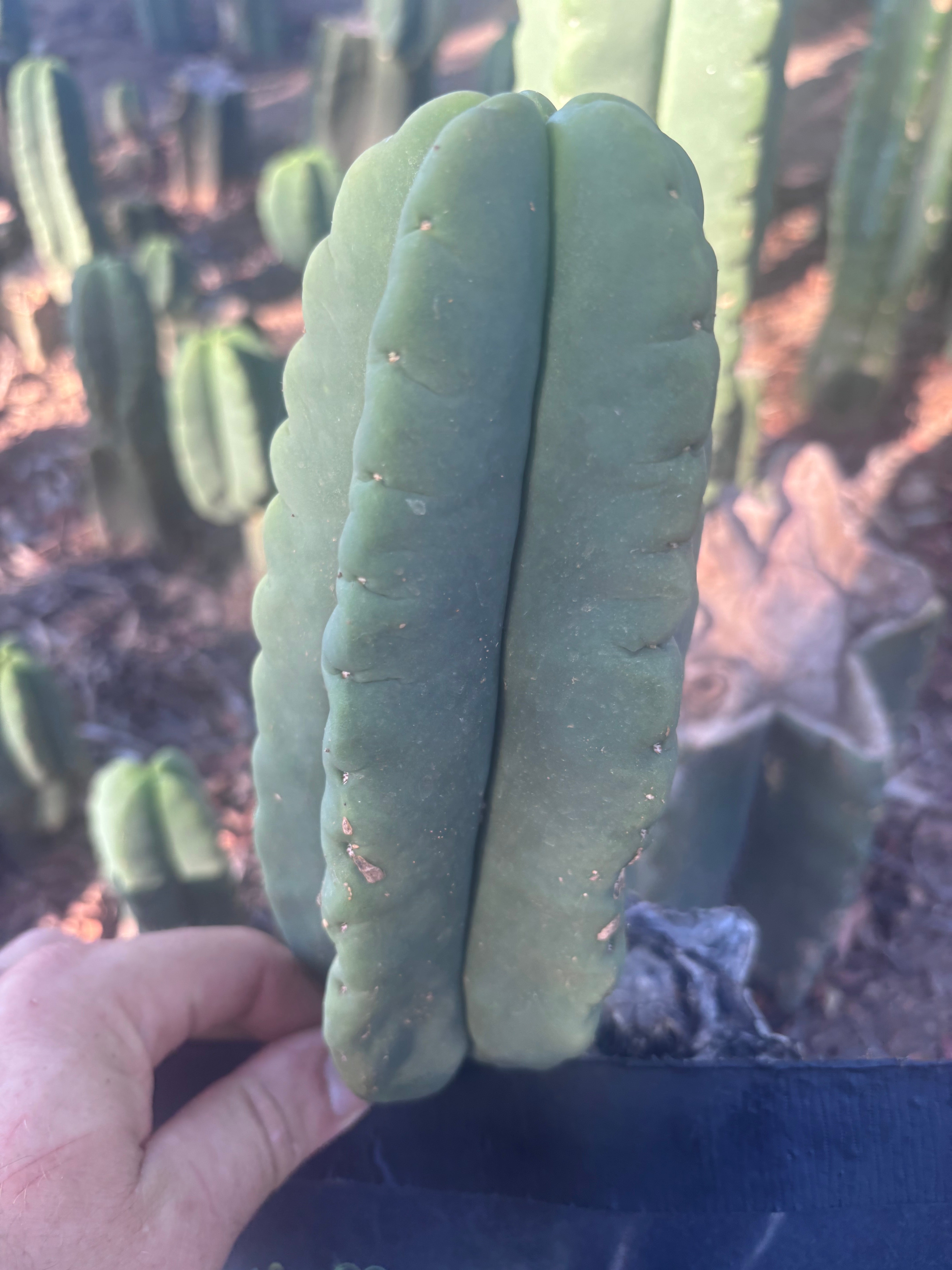 💎👑💎🌶️ Ferah — 8” Pup