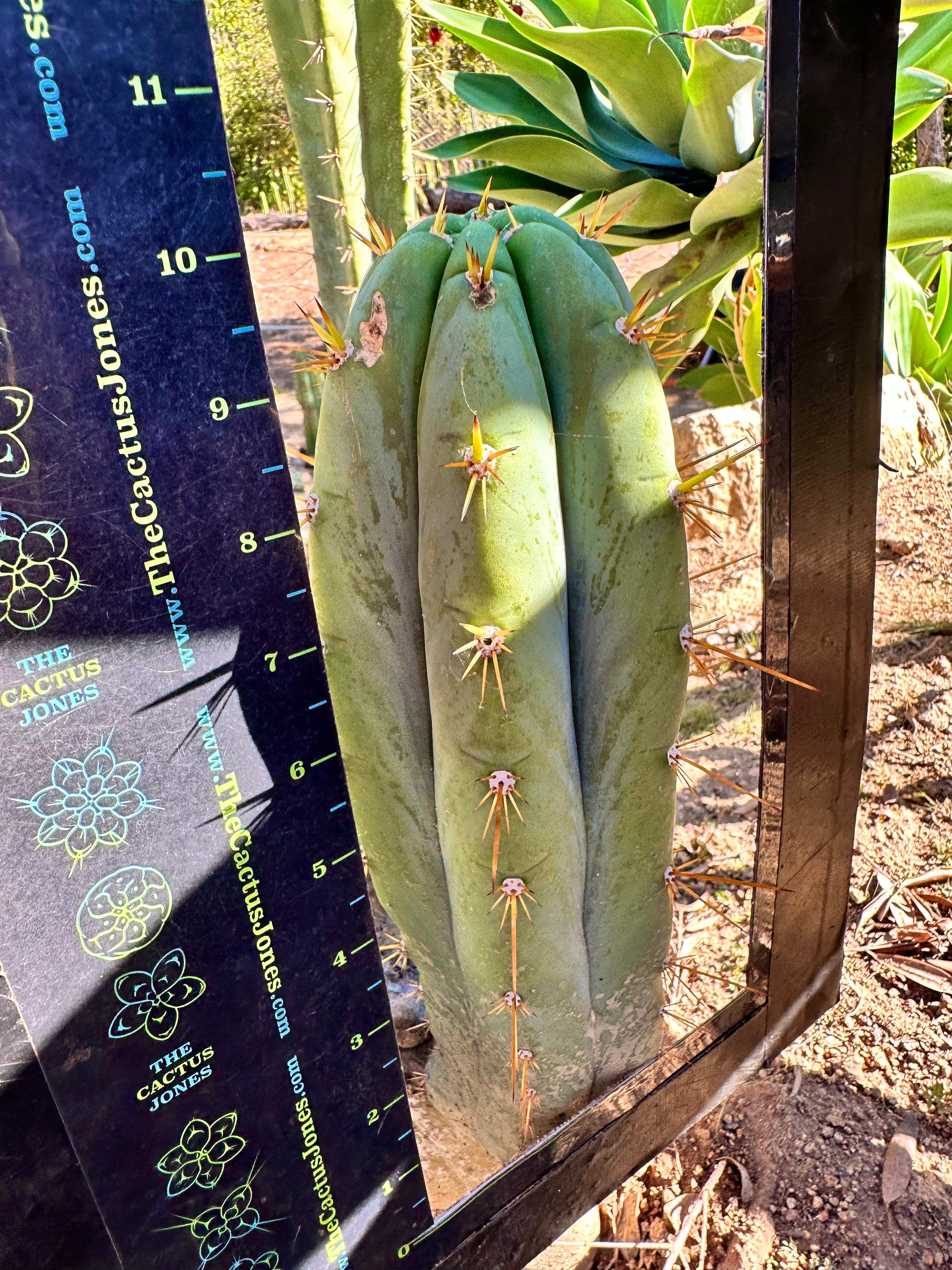 👑 Lotusland Huanu — FAT 10” Pup