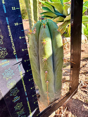 👑 Lotusland Huanu — FAT 10” Pup