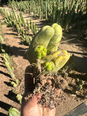 👑🌶️🌶️  TBM  — Rooted Cluster #3