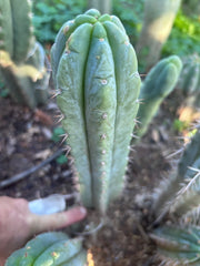 💎👑🌶️🌶️ Austy’s Bomb — 10” Pup