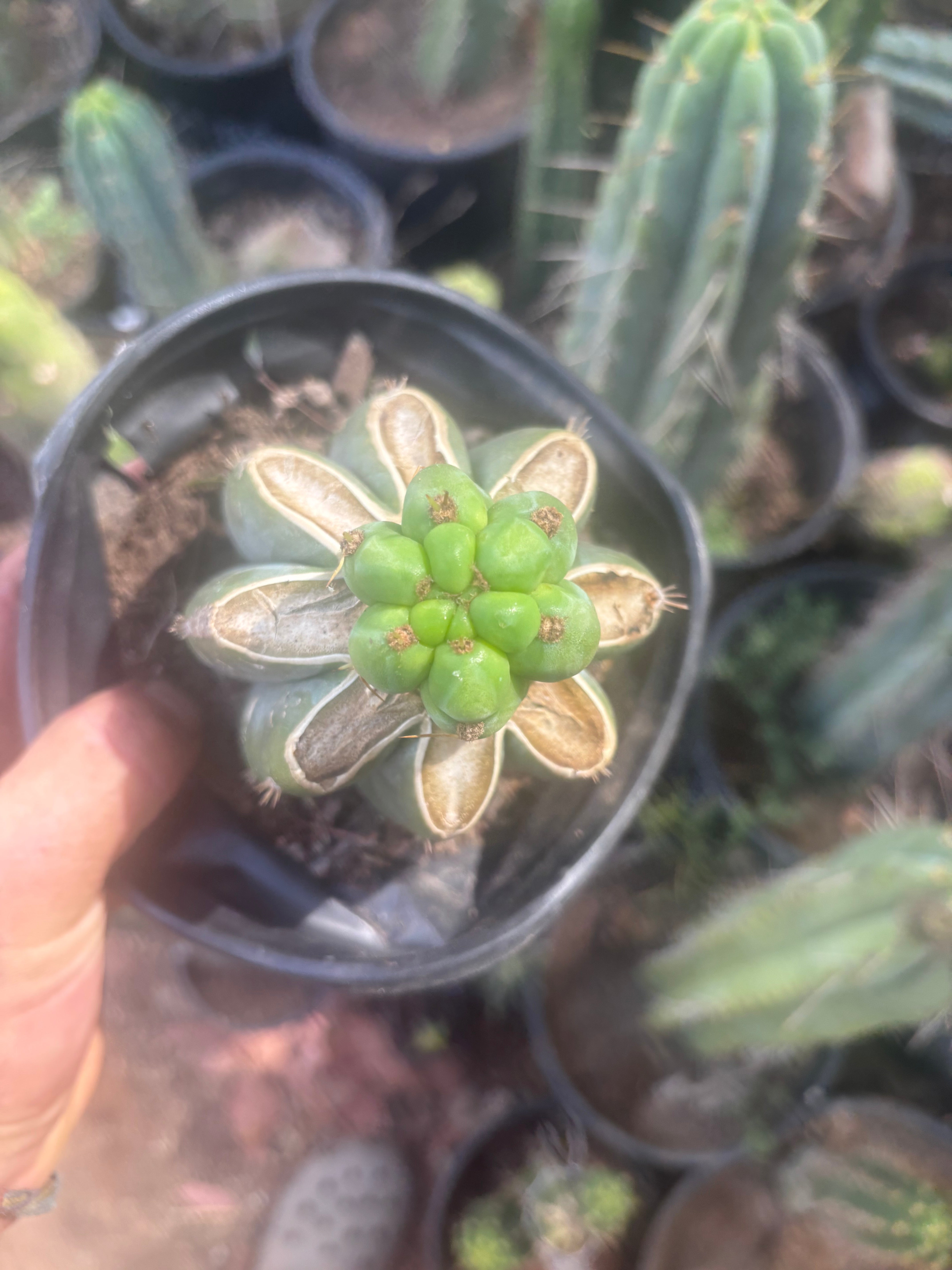 💎🌶️🌶️ NOM — Pup Graft On Rooted Shine01