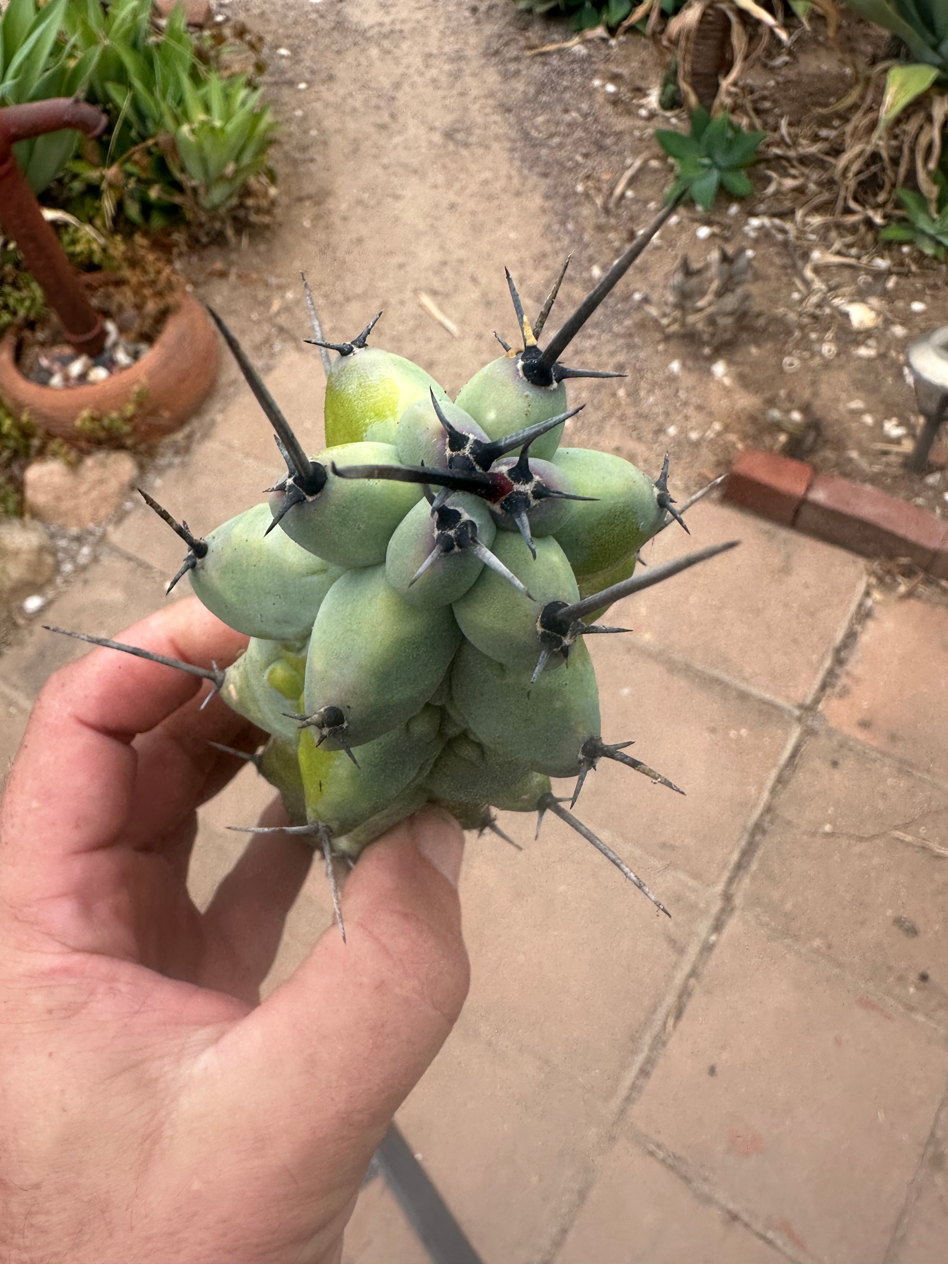 👑 Mature Boobs — 8” Pup