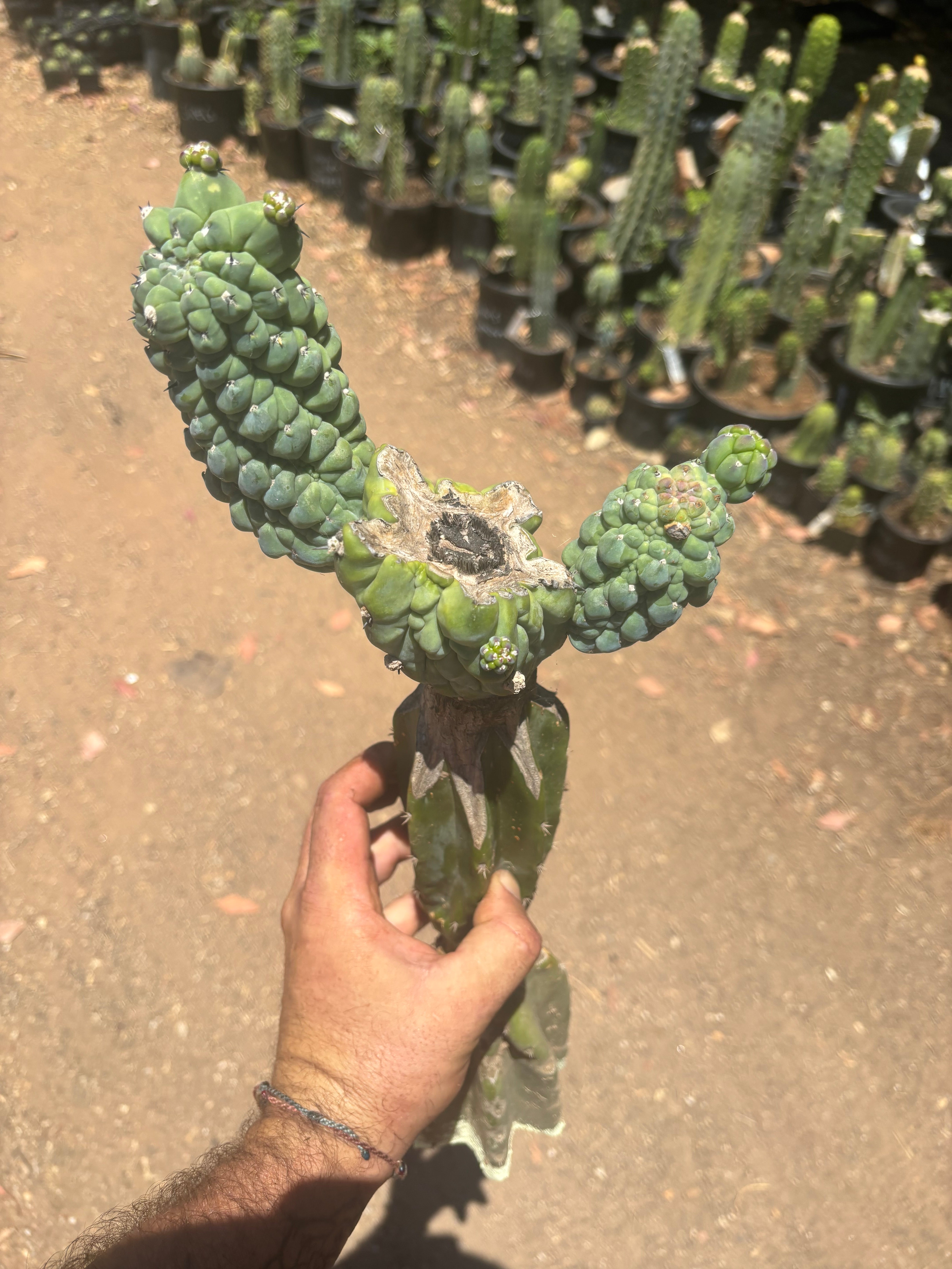 👑💎 Glorp — Another XL Graft