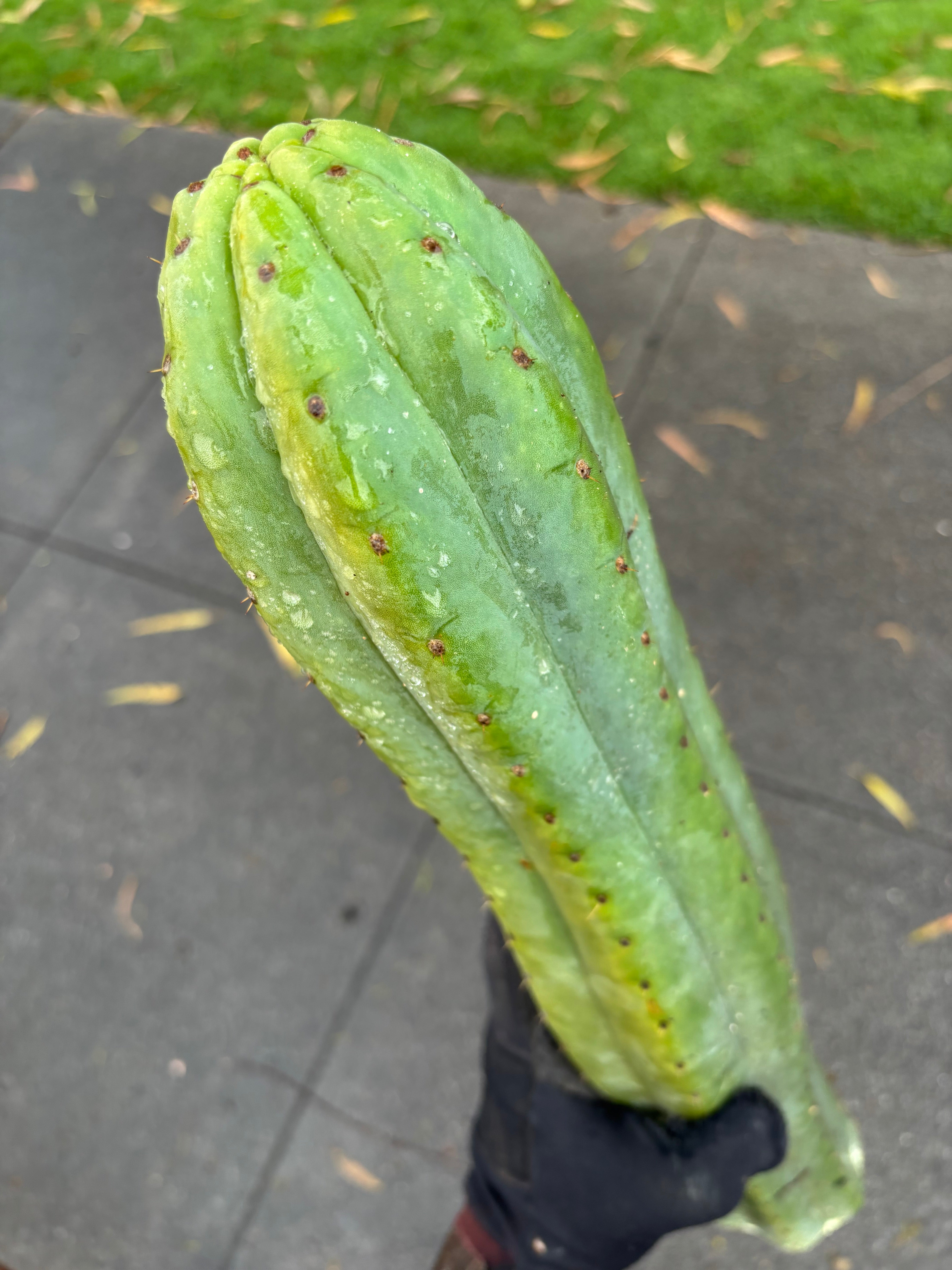 👑🌶️ Tom Juuls Giant  — Thick 12” Tip