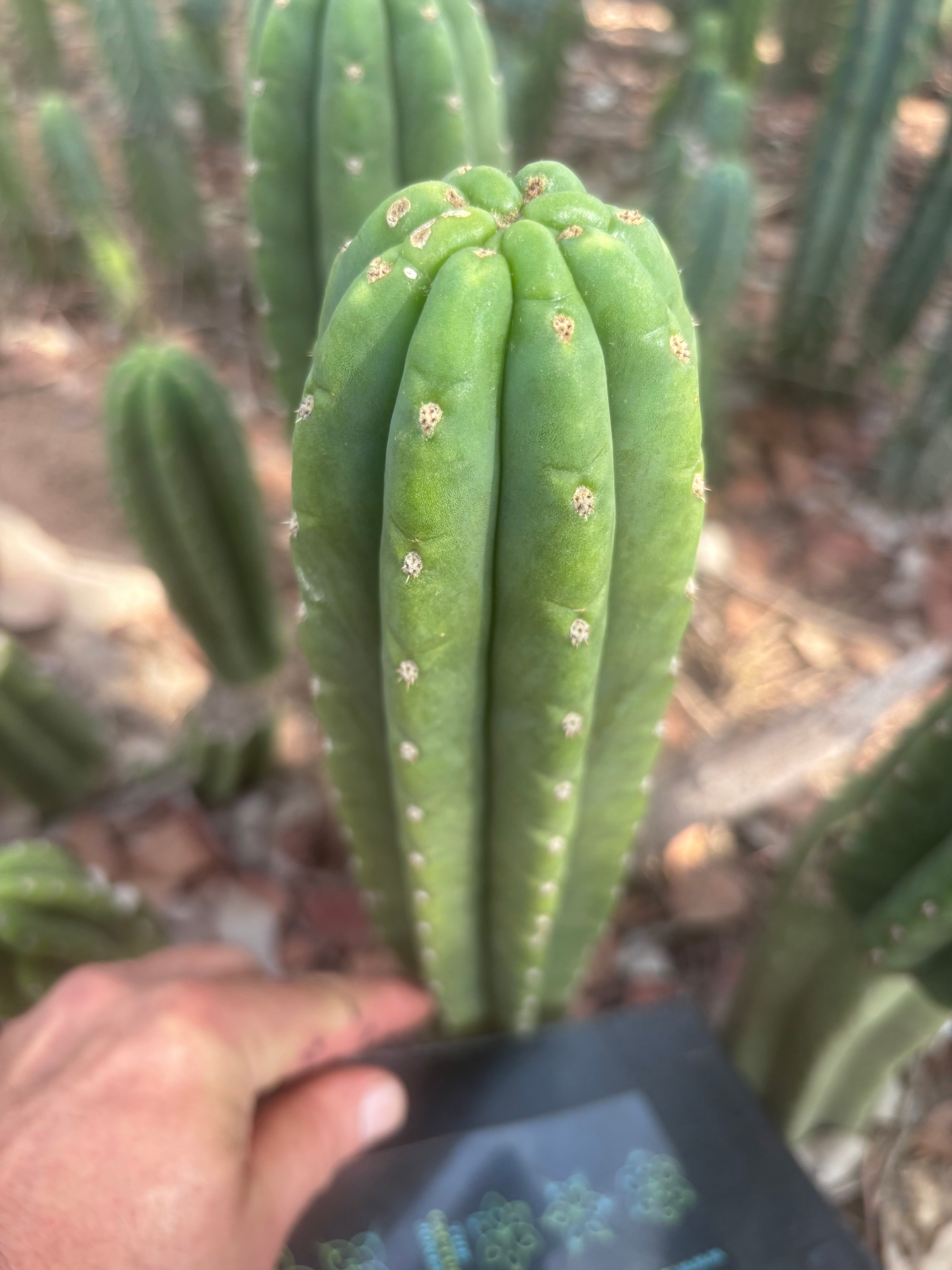 👑🌶️ The Field’s Pachanoi — 10” Tip