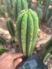 👑🌶️ The Field’s Pachanoi — 10” Tip