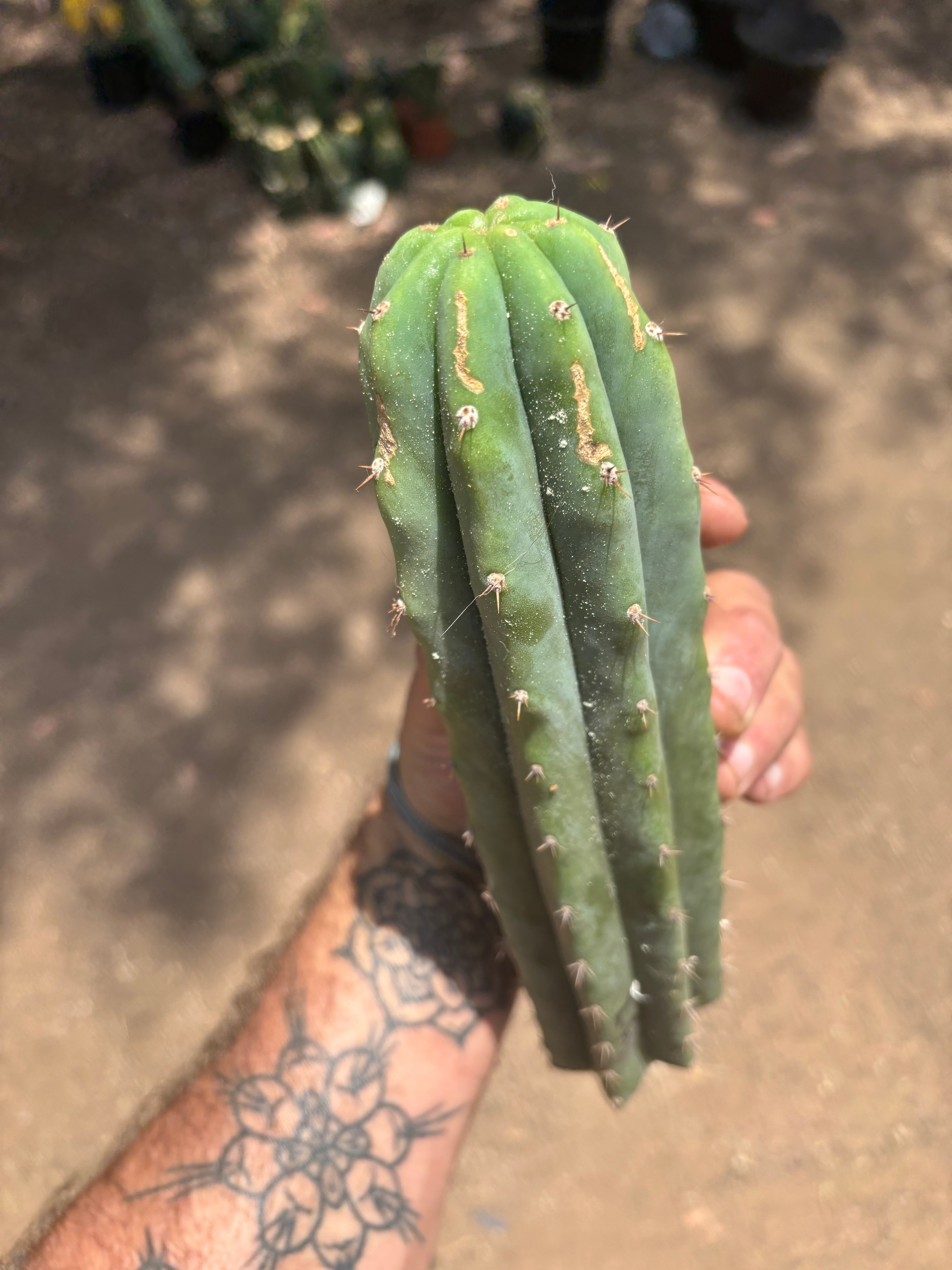 👑🌶️🌶️ Landfill — 11” Tip