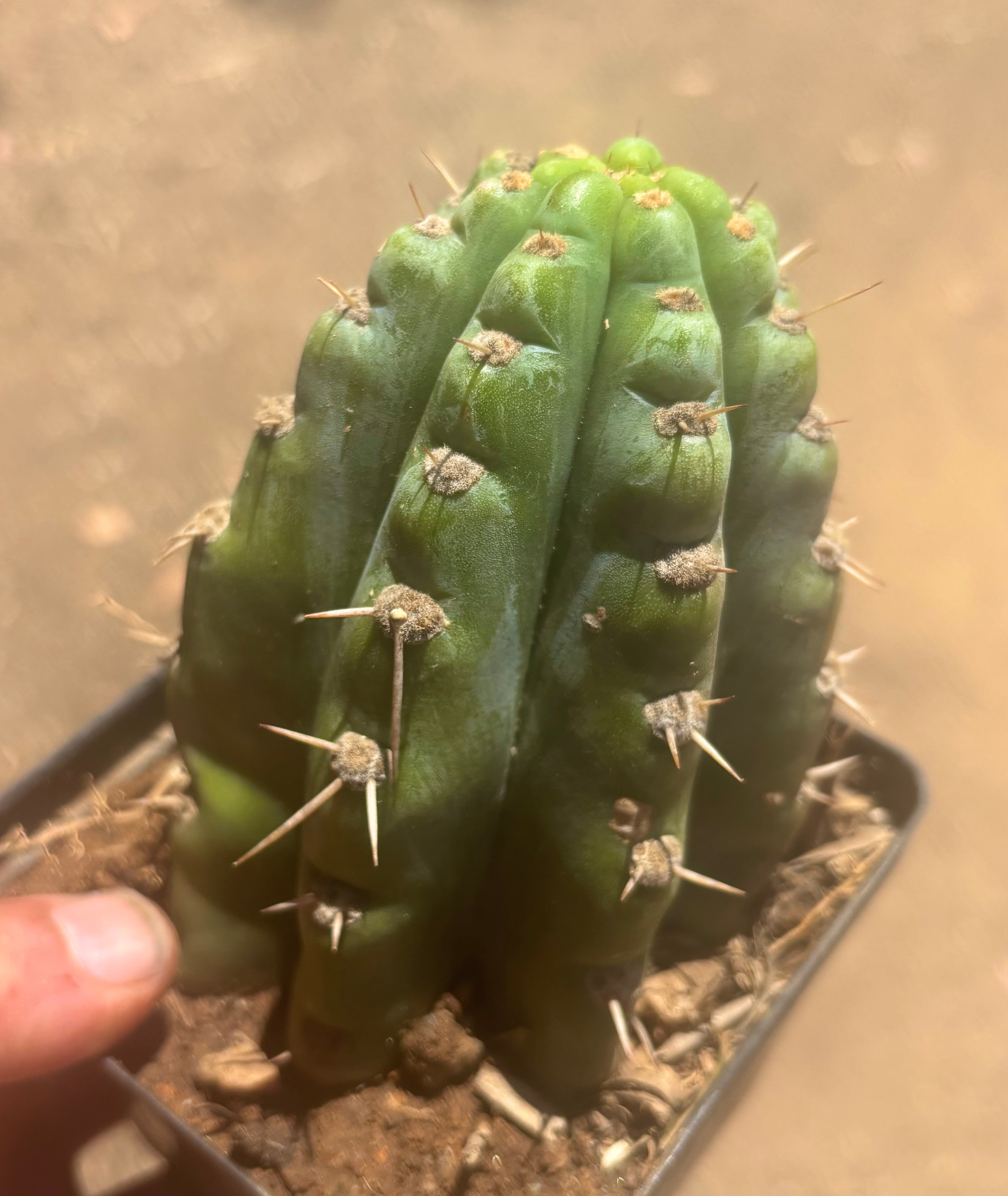 👑 TSSBP — Rooted Tip
