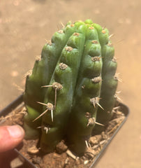 👑 TSSBP — Rooted Tip
