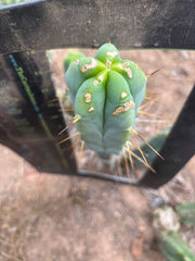 👑🌶️ Kai — 15” Tip