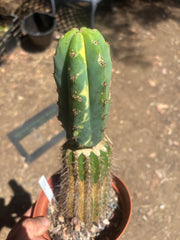 💎🔰 Ventucky Blue x Fillmore Variegated (First Release) — Rooted Tip Graft