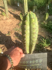 👑🌶️ Kimnach — 11” Pup