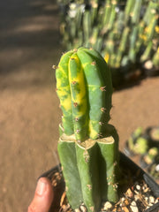 💎👑💎 VFV — Rooted Tip Graft