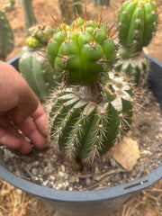 ❗️💎👑💎❗️BK08611.4 Clone A — Pupping Rooted Slab Graft