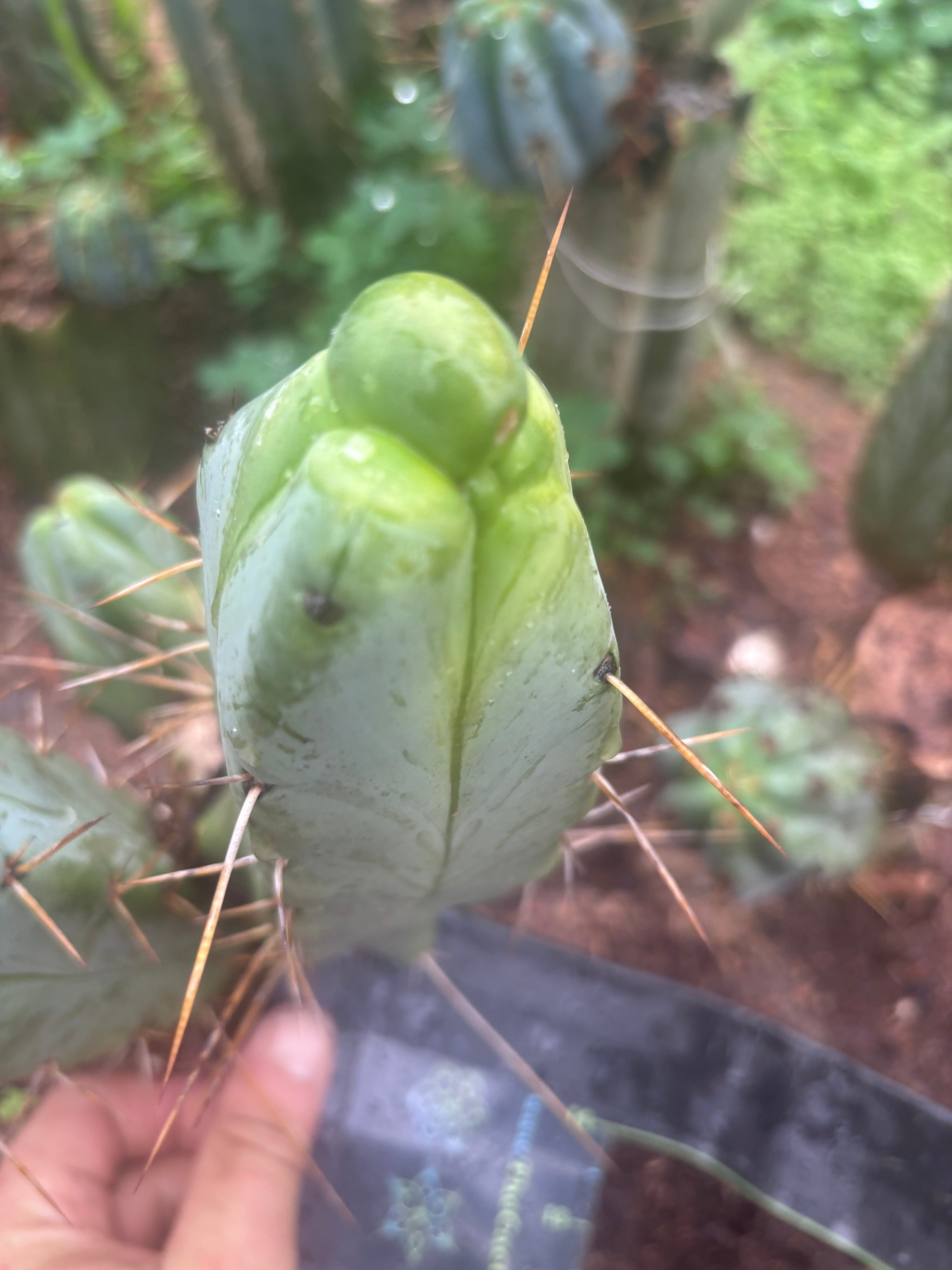 💎👑💎🌶️ Monster De Cota Cota — 8” Pup