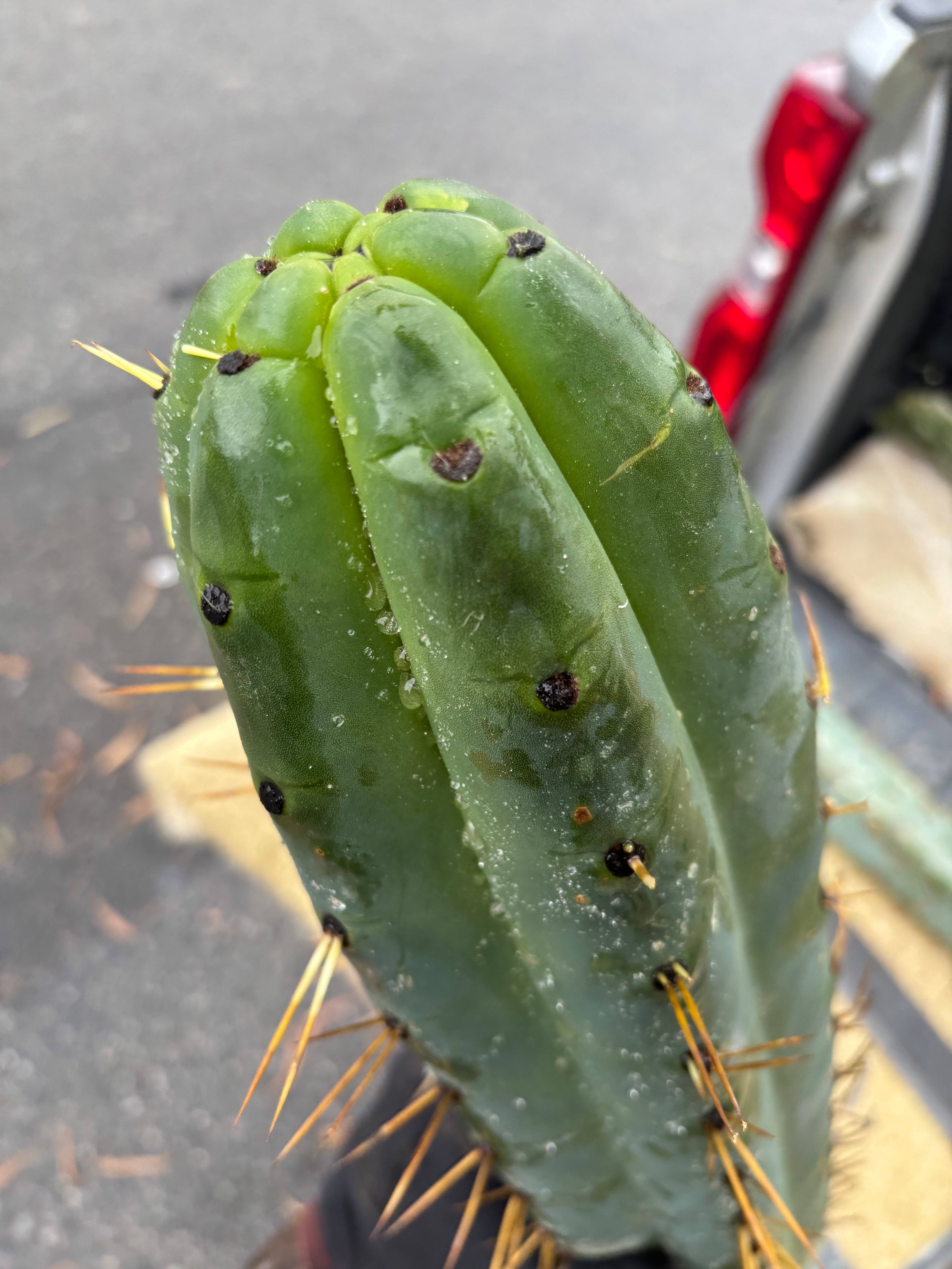 💎🌶️ SS02 x Yowie  — Massive 11” Tip