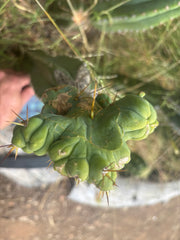 👑🌶️🌶️ TBMC — XL Graft