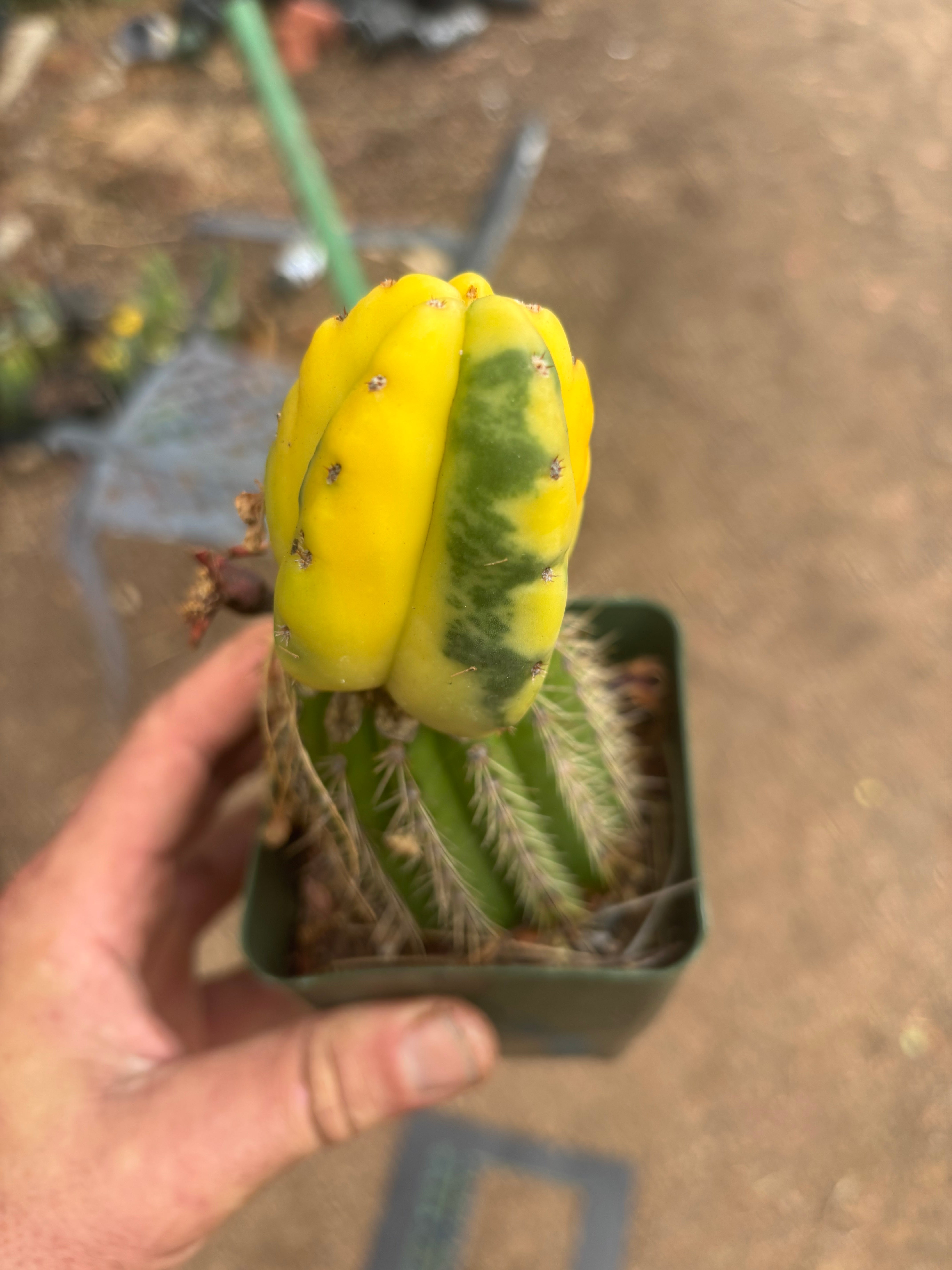 💎🔰 Ferah x Velvet, Vari #2 (FVV2) — Rooted Tip Graft