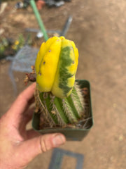 💎🔰 Ferah x Velvet, Vari #2 (FVV2) — Rooted Tip Graft