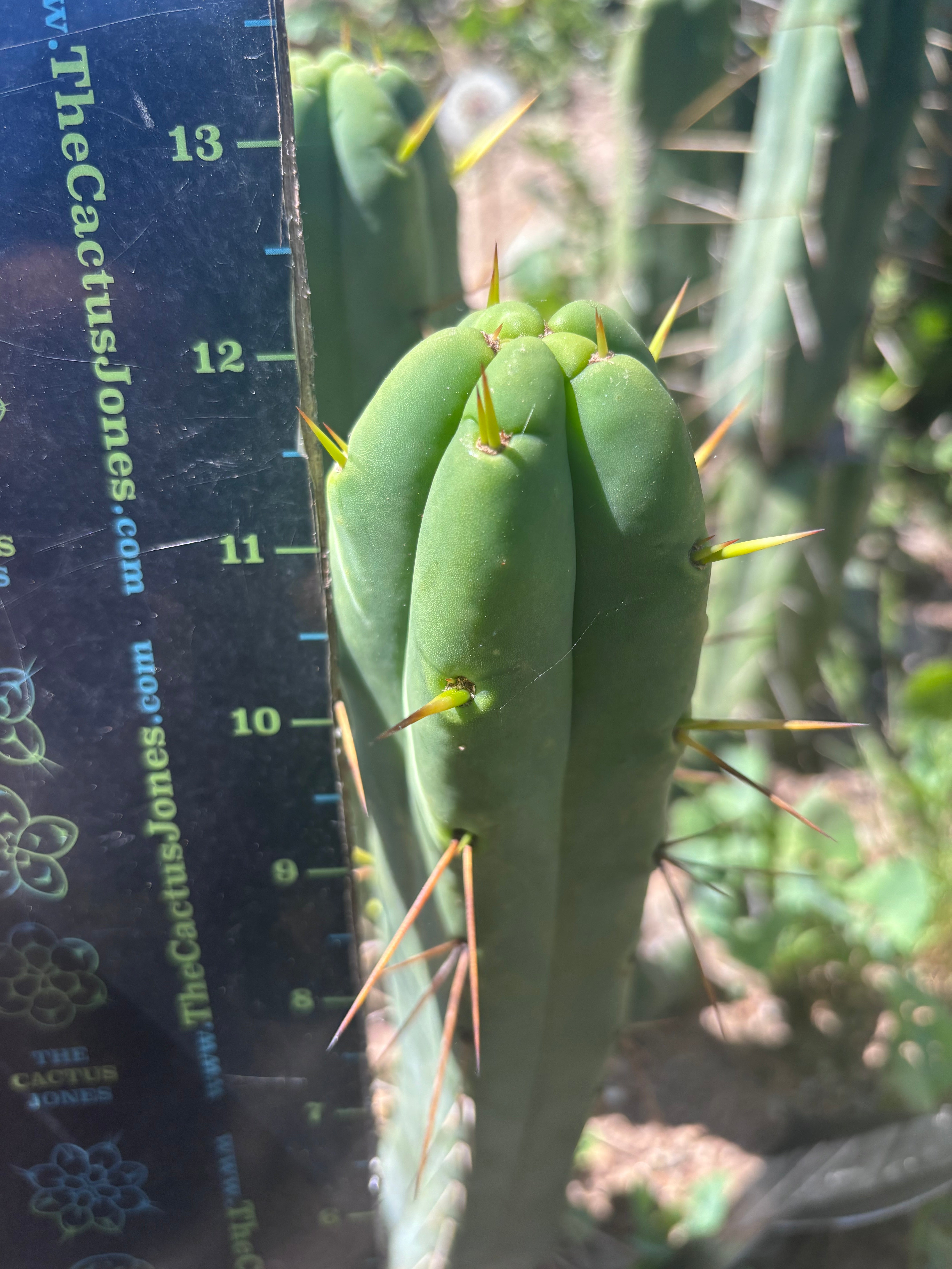 👑🌶️🌶️  Jiimz Twin Again — 12” Tip