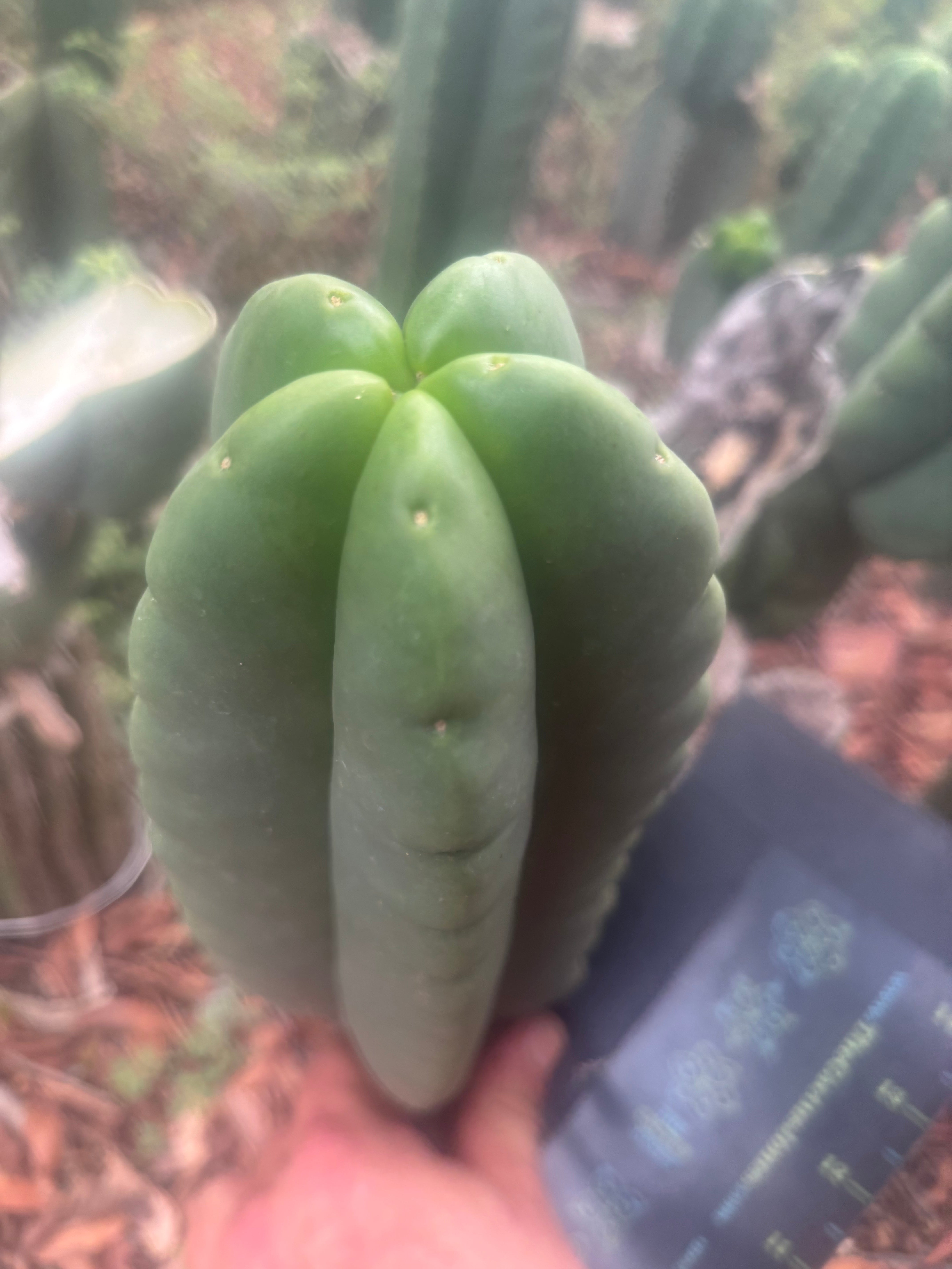💎👑🌶️ Ferah — Plump 10” Pup