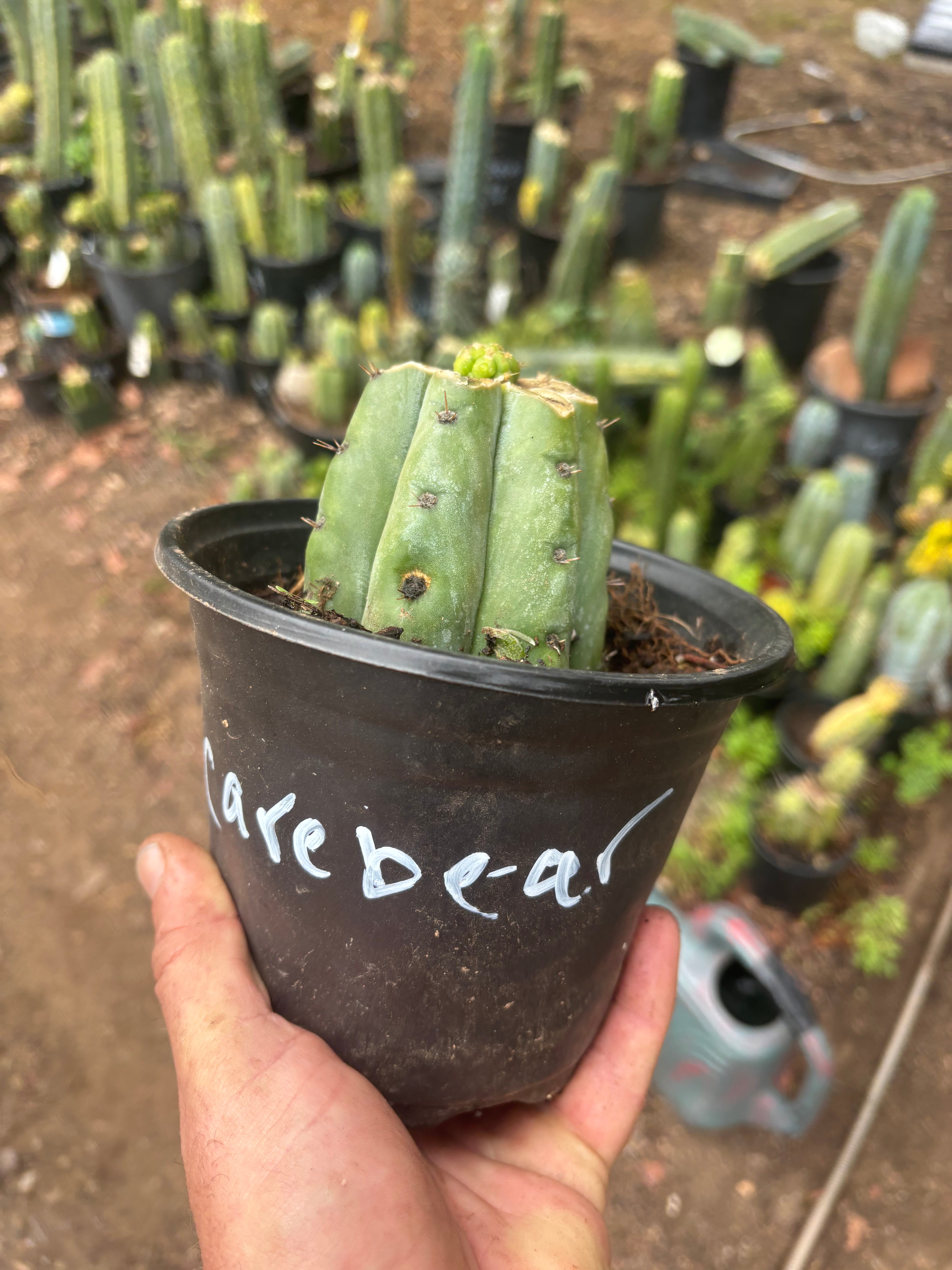 💎👑💎🌶️ CareBear — Pup Graft on Rooted Shine01