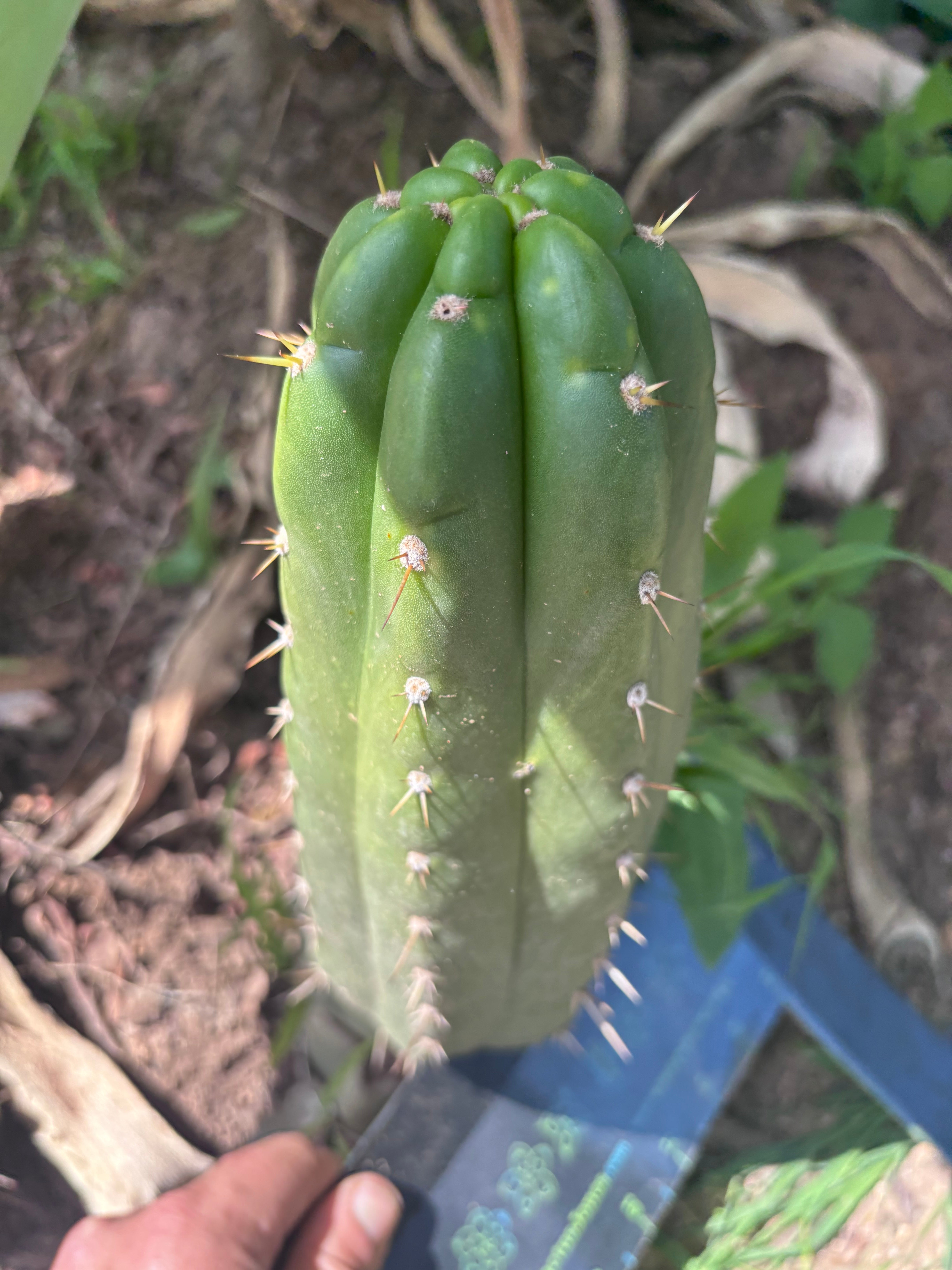 👑🌶️ Maranonensis — Thick 10” Pup