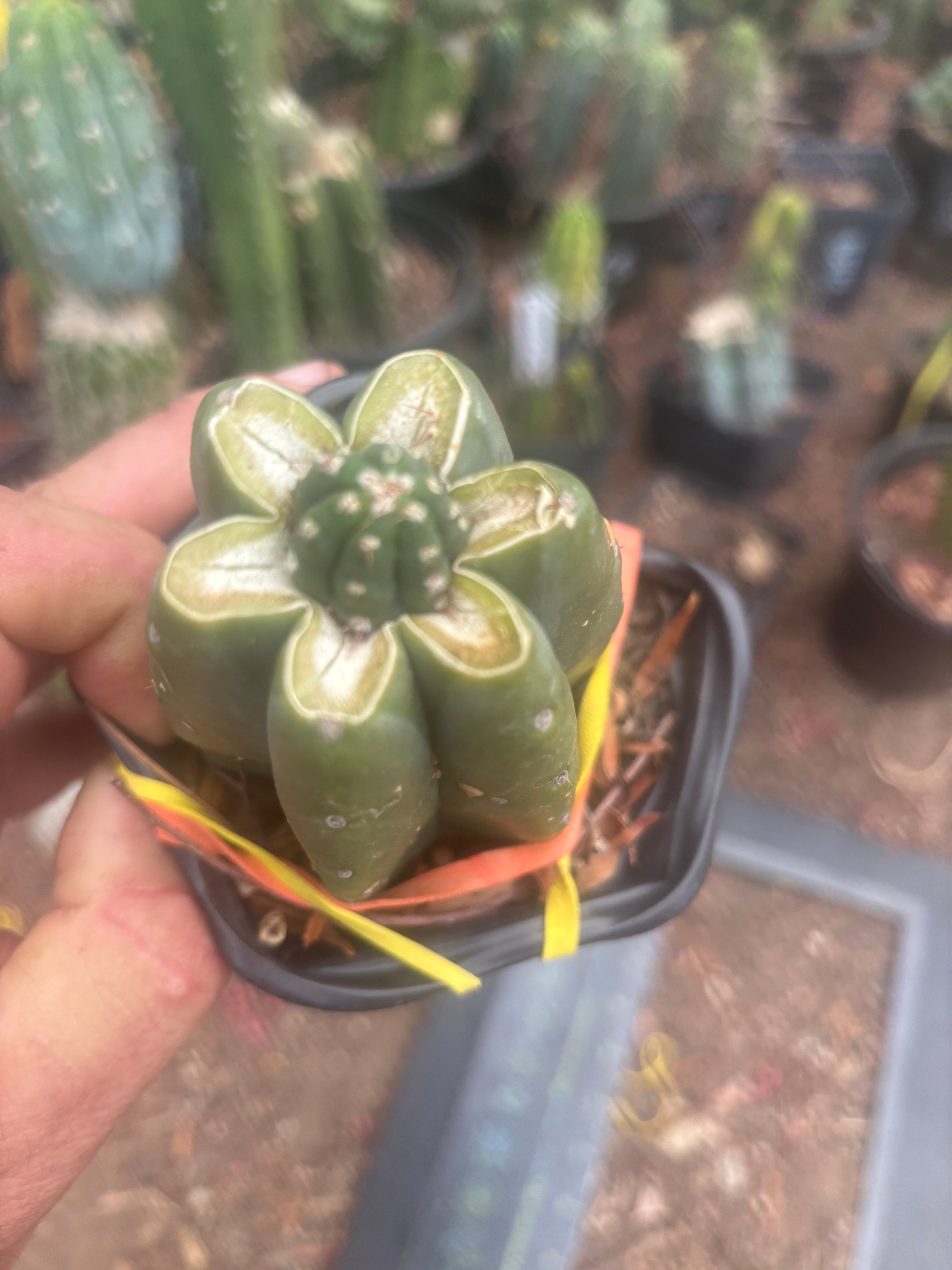 💎👑💎 King Stacker — Pup Graft on Rooted Pierre