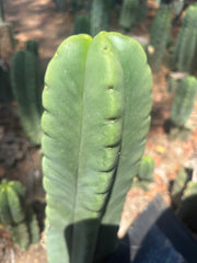 💎👑🌶️ Ferah — 9” Tip
