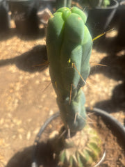 💎👑🌶️ Monster De Cota Cota — 8” Tip