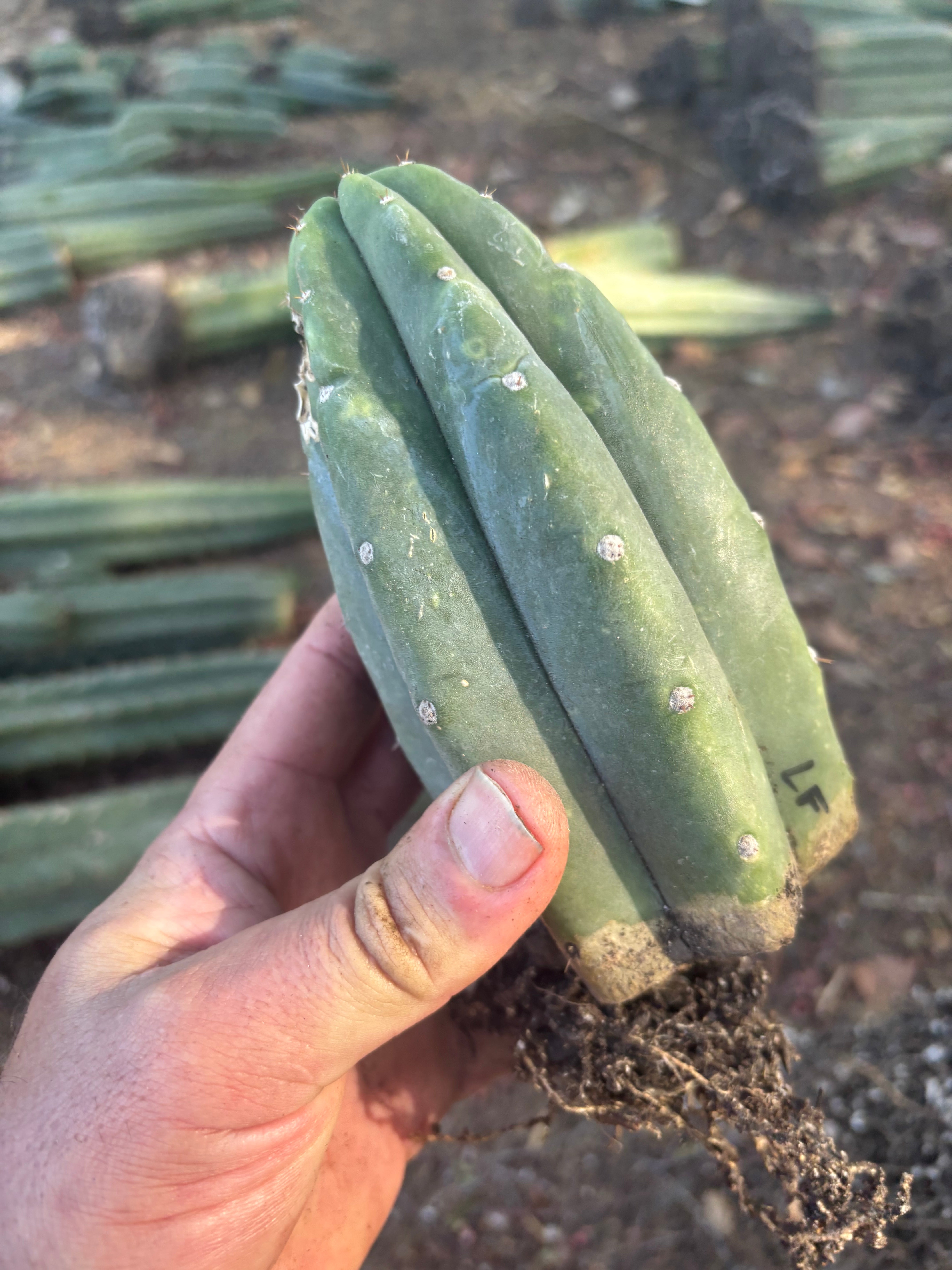 👑🌶️🌶️ Landfill — Rooted Tip
