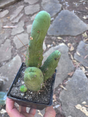 👑🌶️🌶️  TBM Clone B — Fully Rooted