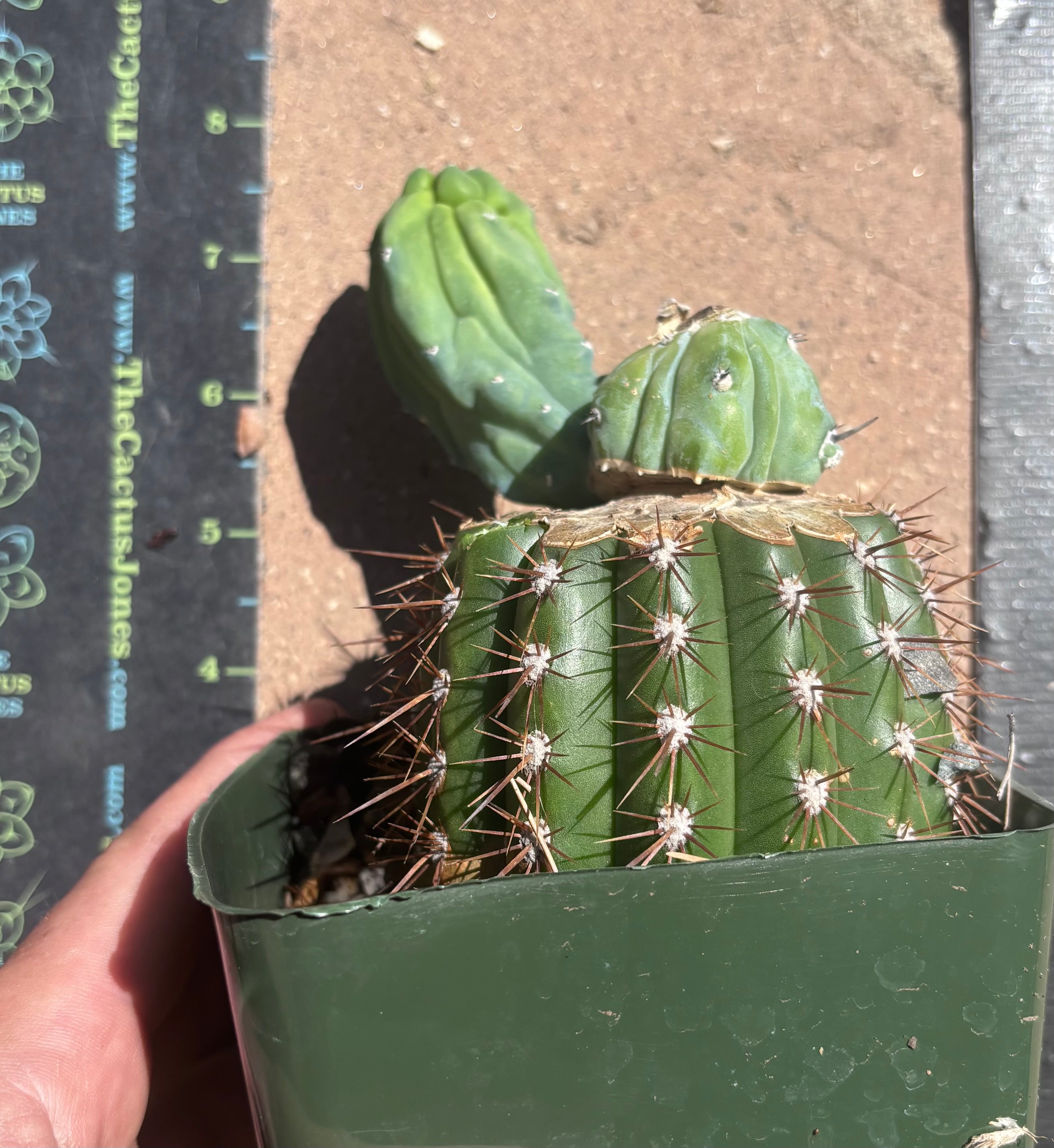 👑💎 Grecas — Butt Graft with Pup