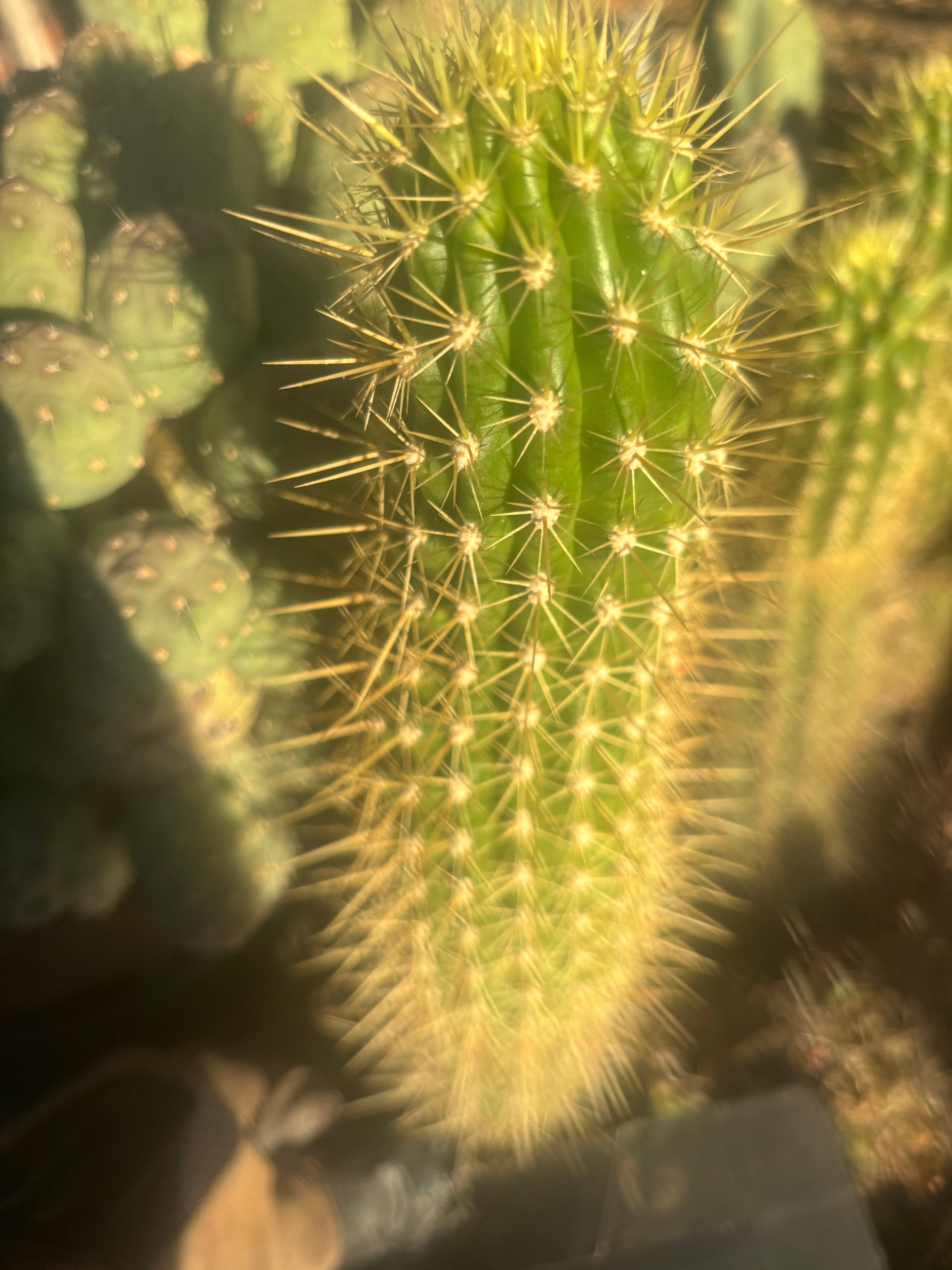 💎 T.Camarguensis  — 12” Tip