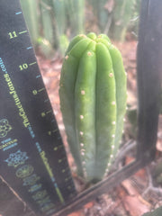👑🌶️🌶️ Landfill — 11” Tip
