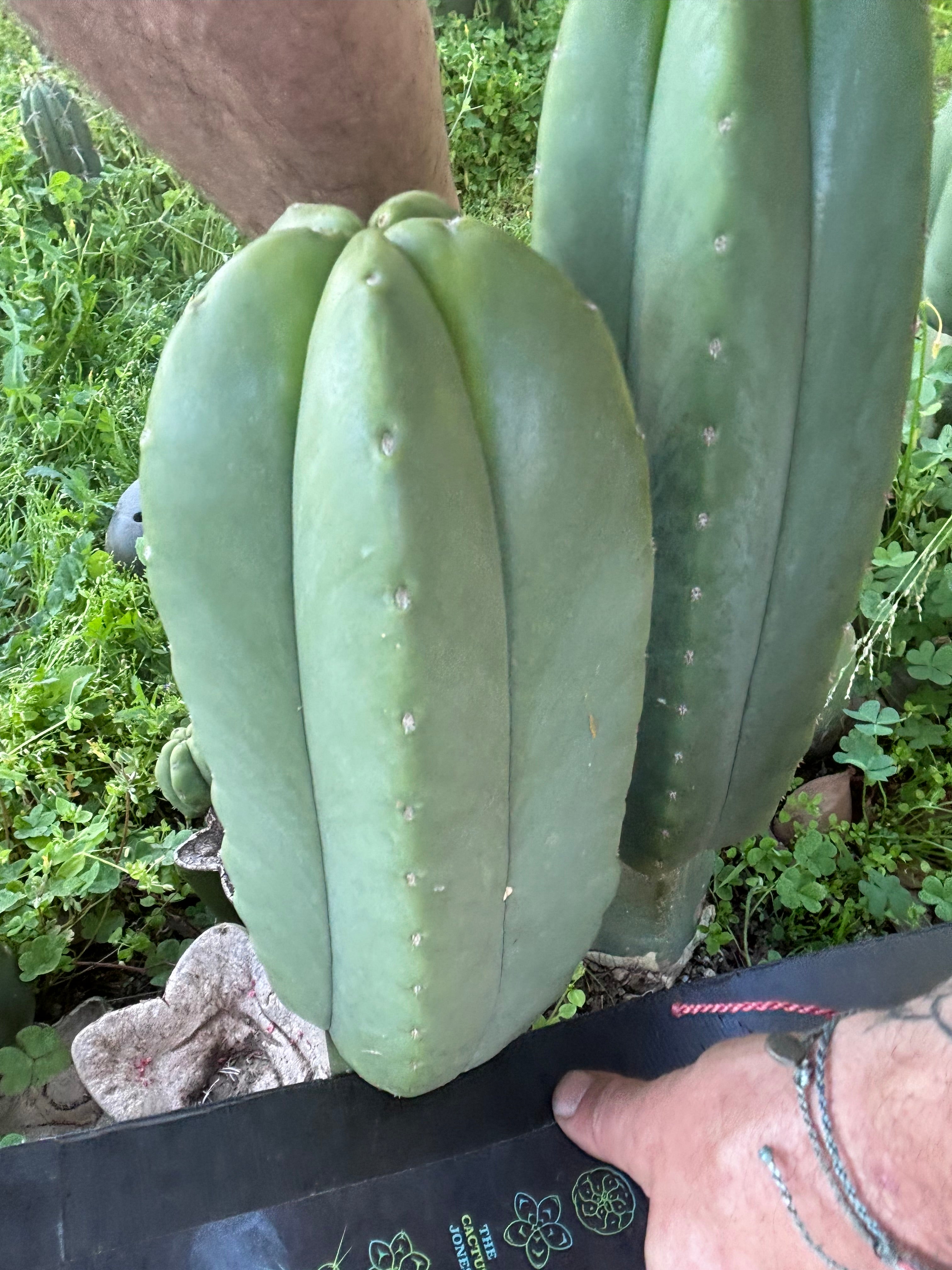 👑💎 Aussie Scop — Fat 10” Melon
