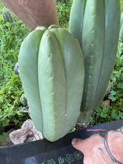 👑💎 Aussie Scop — Fat 10” Melon