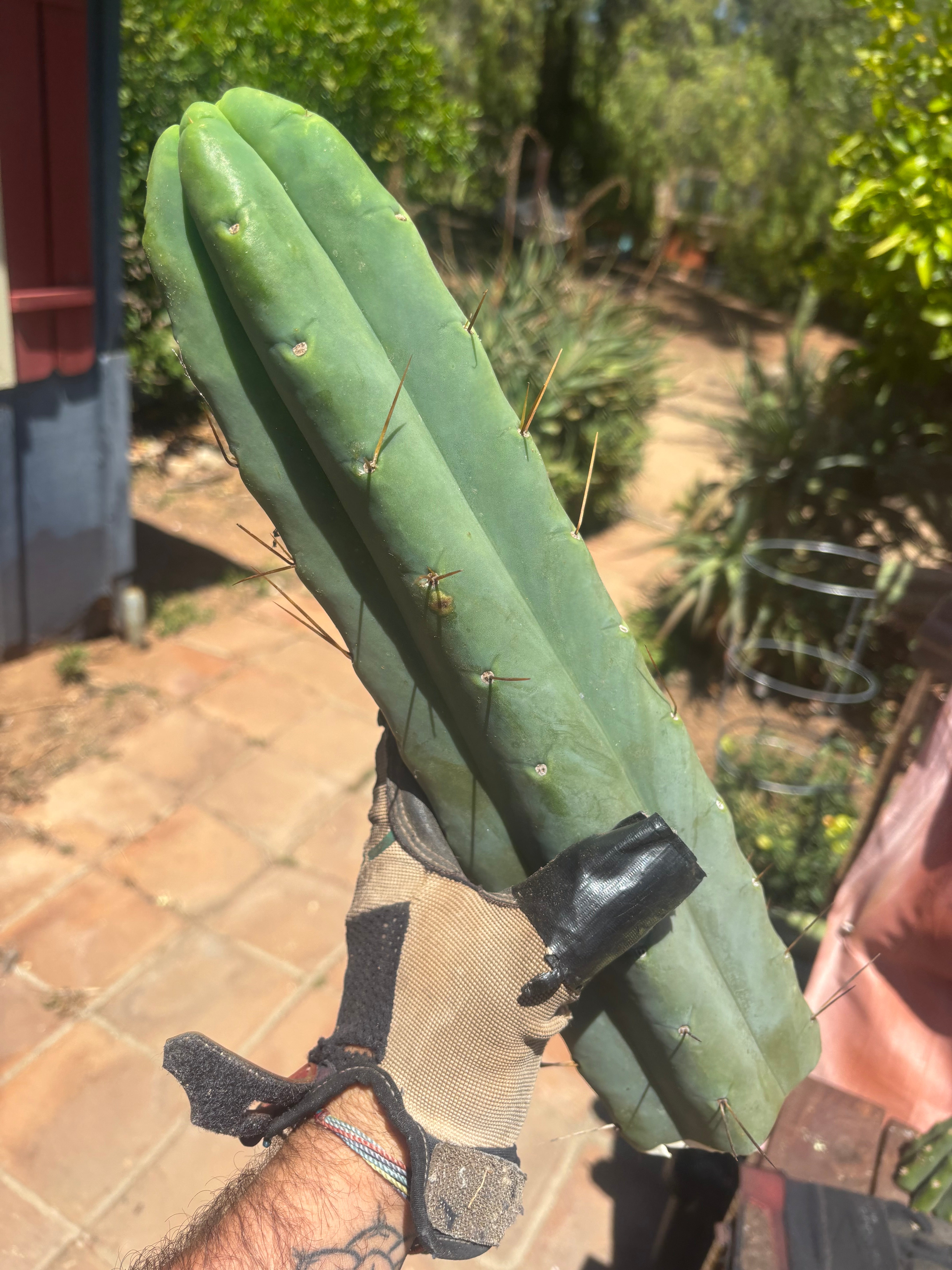 👑💎🌶️🌶️ Eileen — 15” Mega Tip