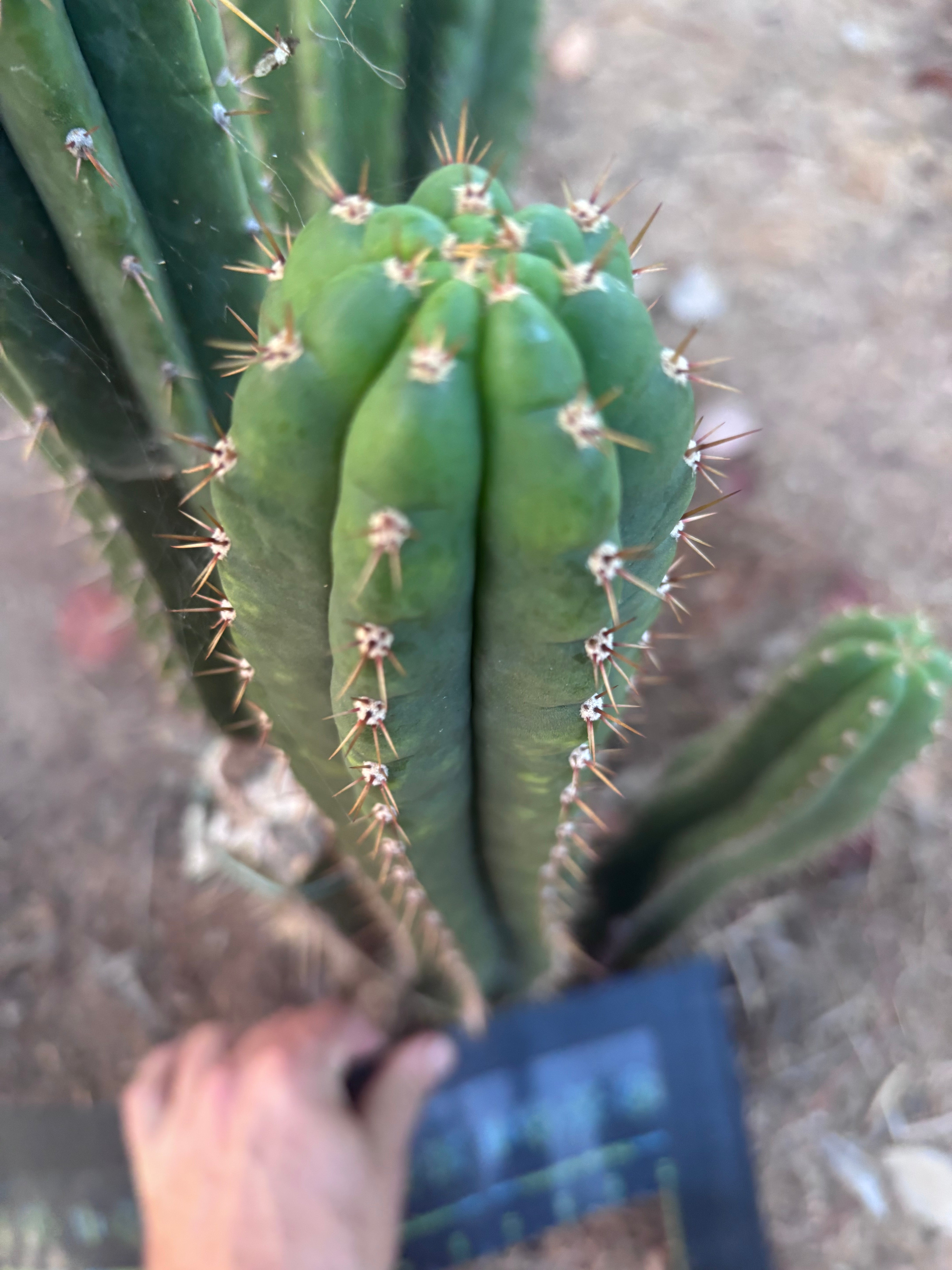 👑🌶️ KK339 — 14” Tip