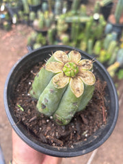 💎👑💎🌶️ CareBear — Pup Graft on Rooted Shine01