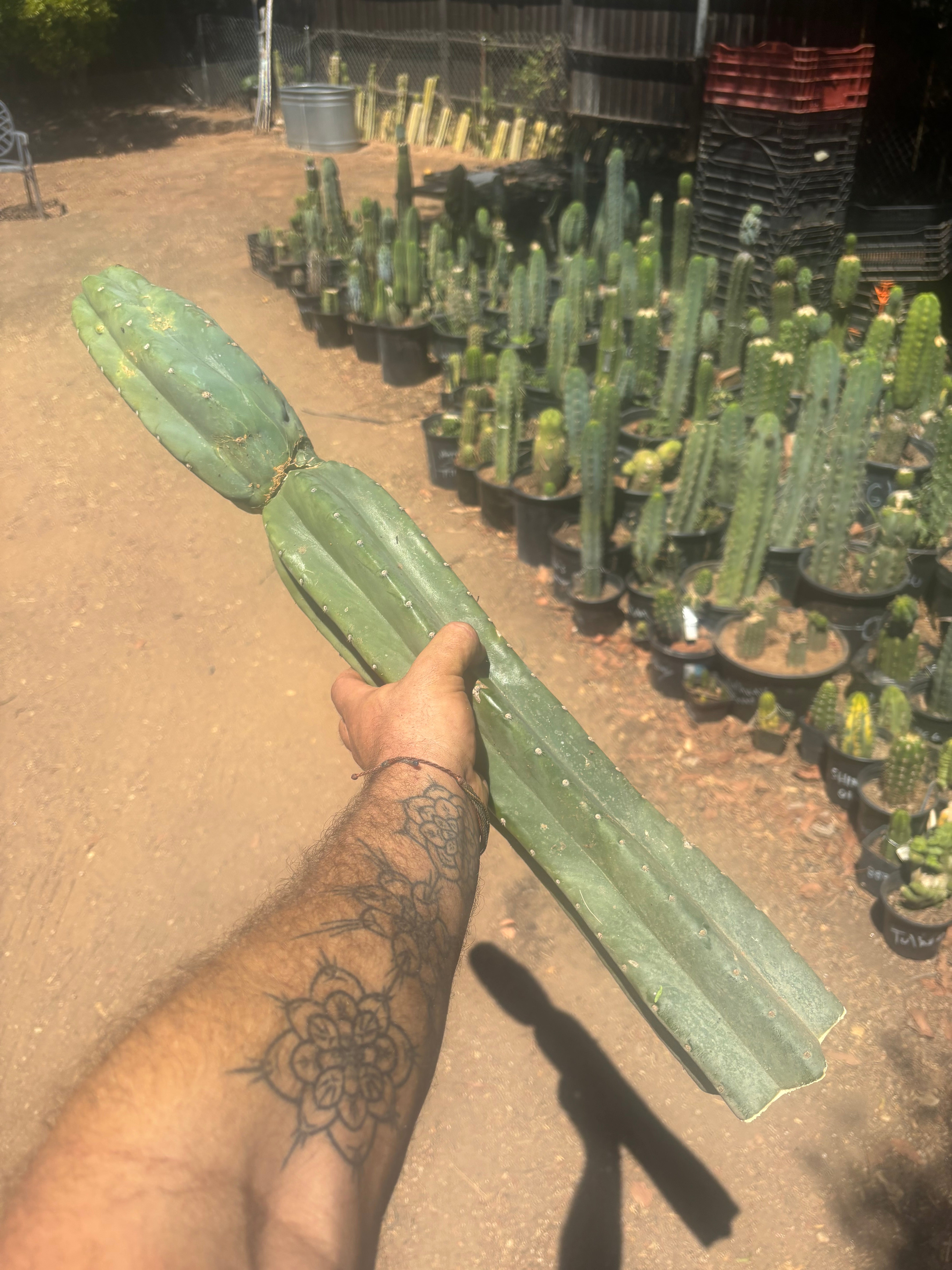 👑🌶️💎 Pierre — XXL 25” Tip