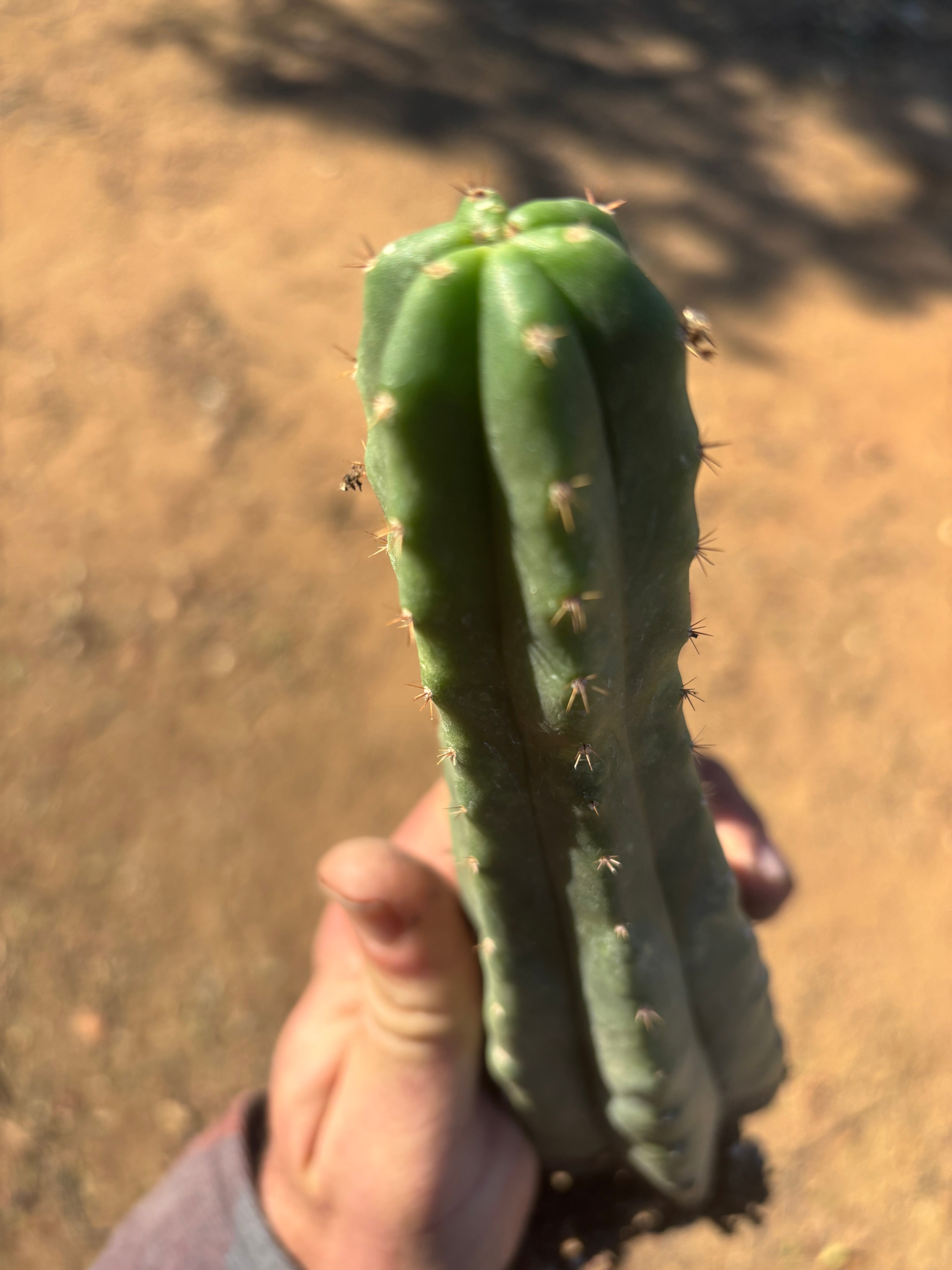👑🌶️🌶️ Landfill — 10” Rooted Tip