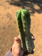 👑🌶️🌶️ Landfill — 10” Rooted Tip