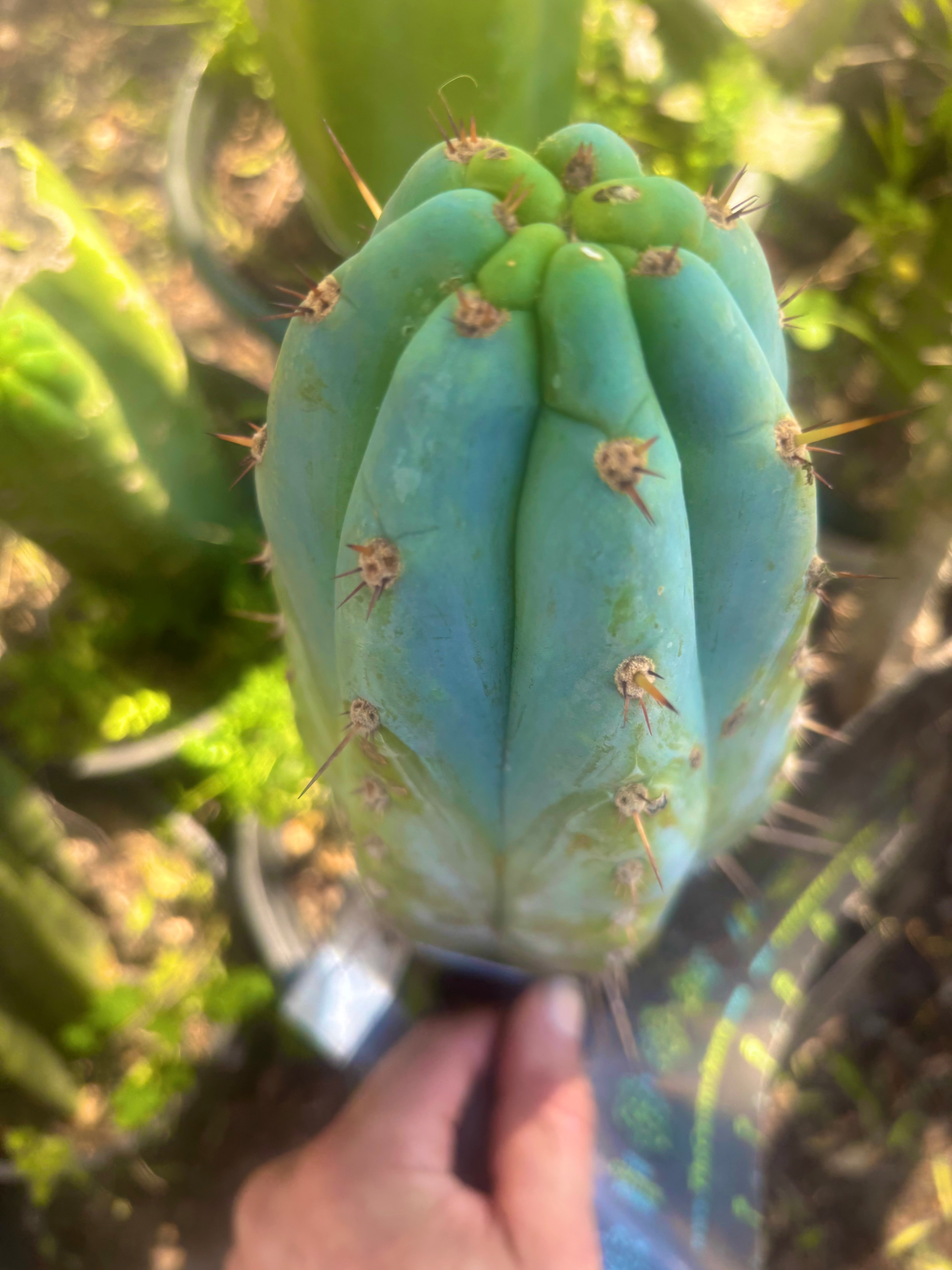 💎👑🌶️ Sharxx Blue — Thick 9” Tip