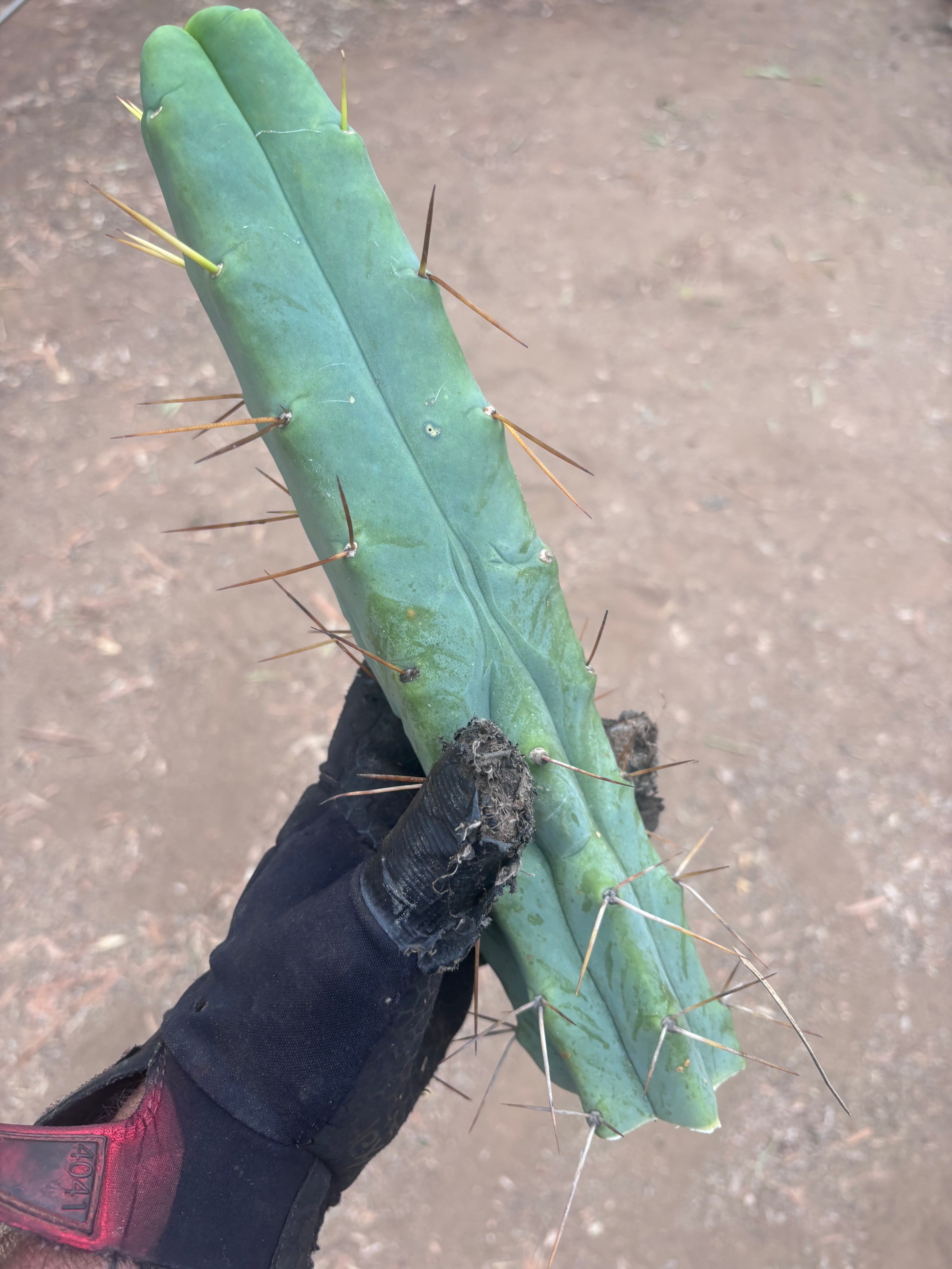 👑💎🌶️ Foolsbreath — XL FourWang 14” Tip