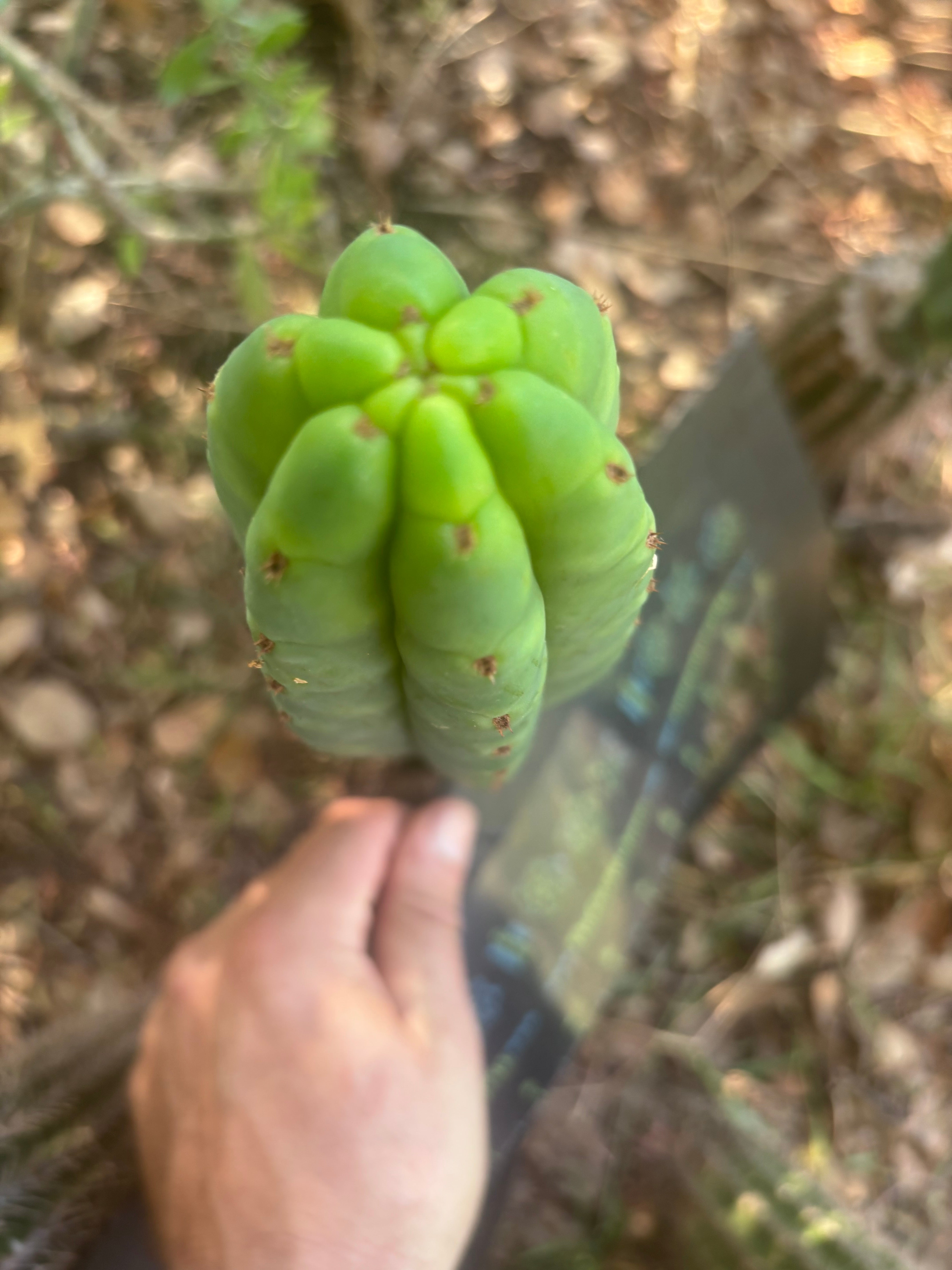 💎👑🌶️🌶️ KR04 — 9” Tip