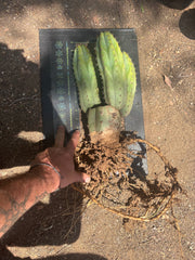 👑🌶️ Shine01 — Triple Pupped Mid with Crazy Roots
